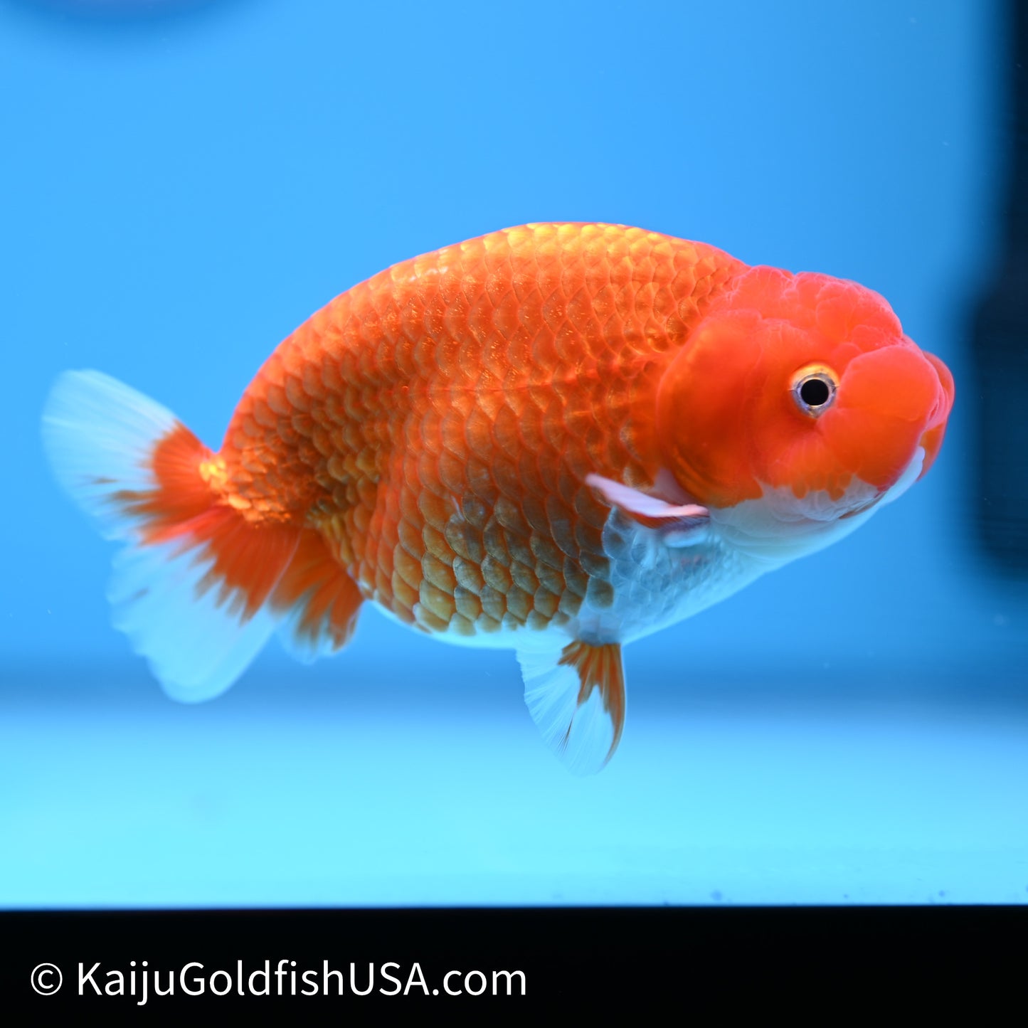 Red White Buffalo Ranchu 4in Body (240621_RC06) - Please Read Description - Kaiju Goldfish USA