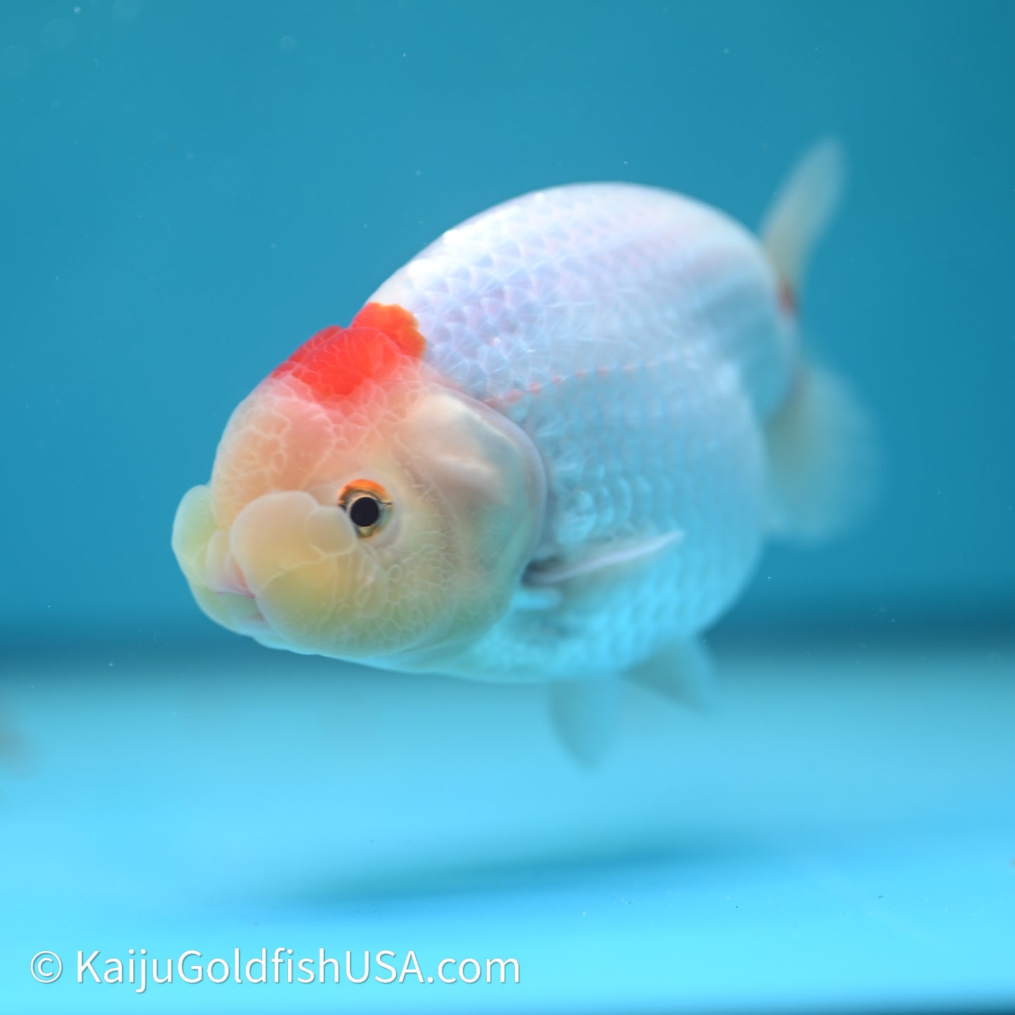 Tancho Red White Buffalo Ranchu 4in Body (240614_RC06) - Kaiju Goldfish USA