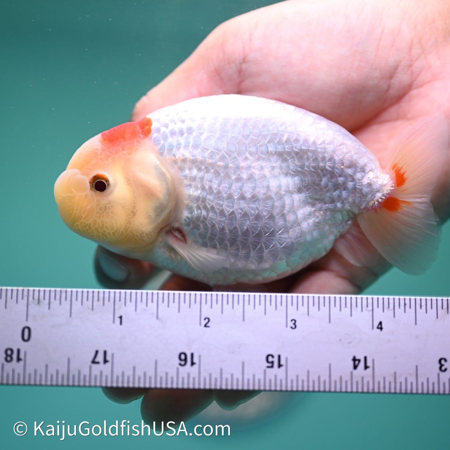 Tancho Red White Buffalo Ranchu 4in Body (240614_RC06) - Kaiju Goldfish USA