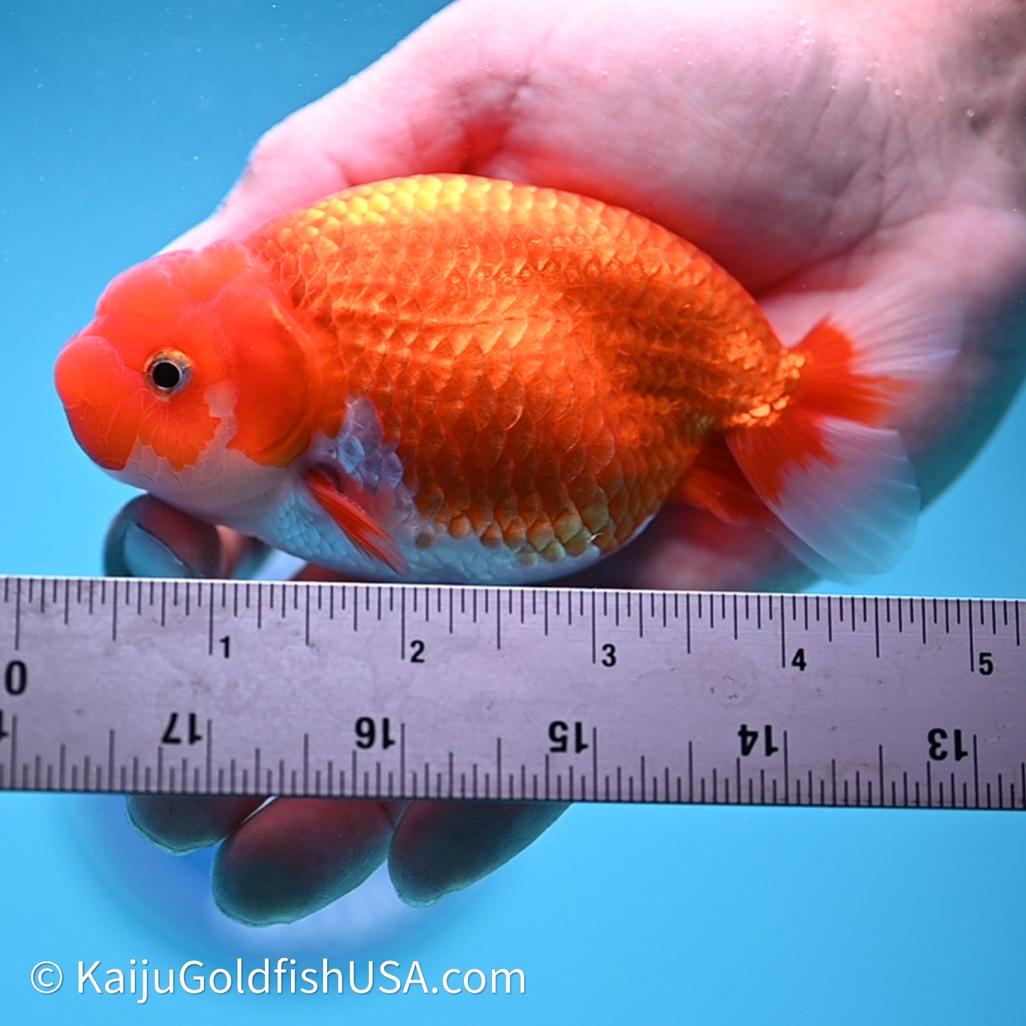Red White Buffalo Ranchu 4in Body (240621_RC06) - Please Read Description - Kaiju Goldfish USA