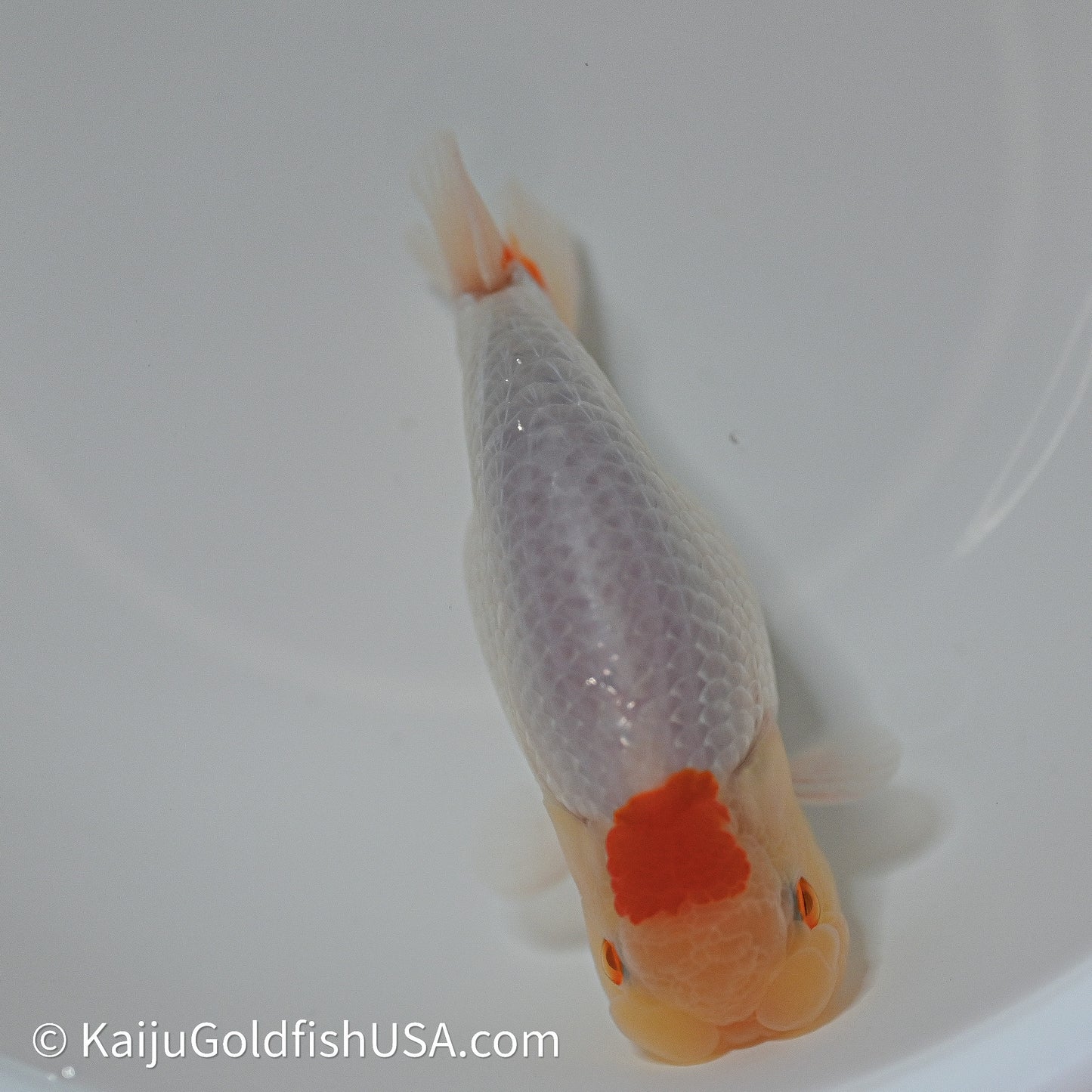 Tancho Red White Buffalo Ranchu 4in Body (240614_RC06) - Kaiju Goldfish USA