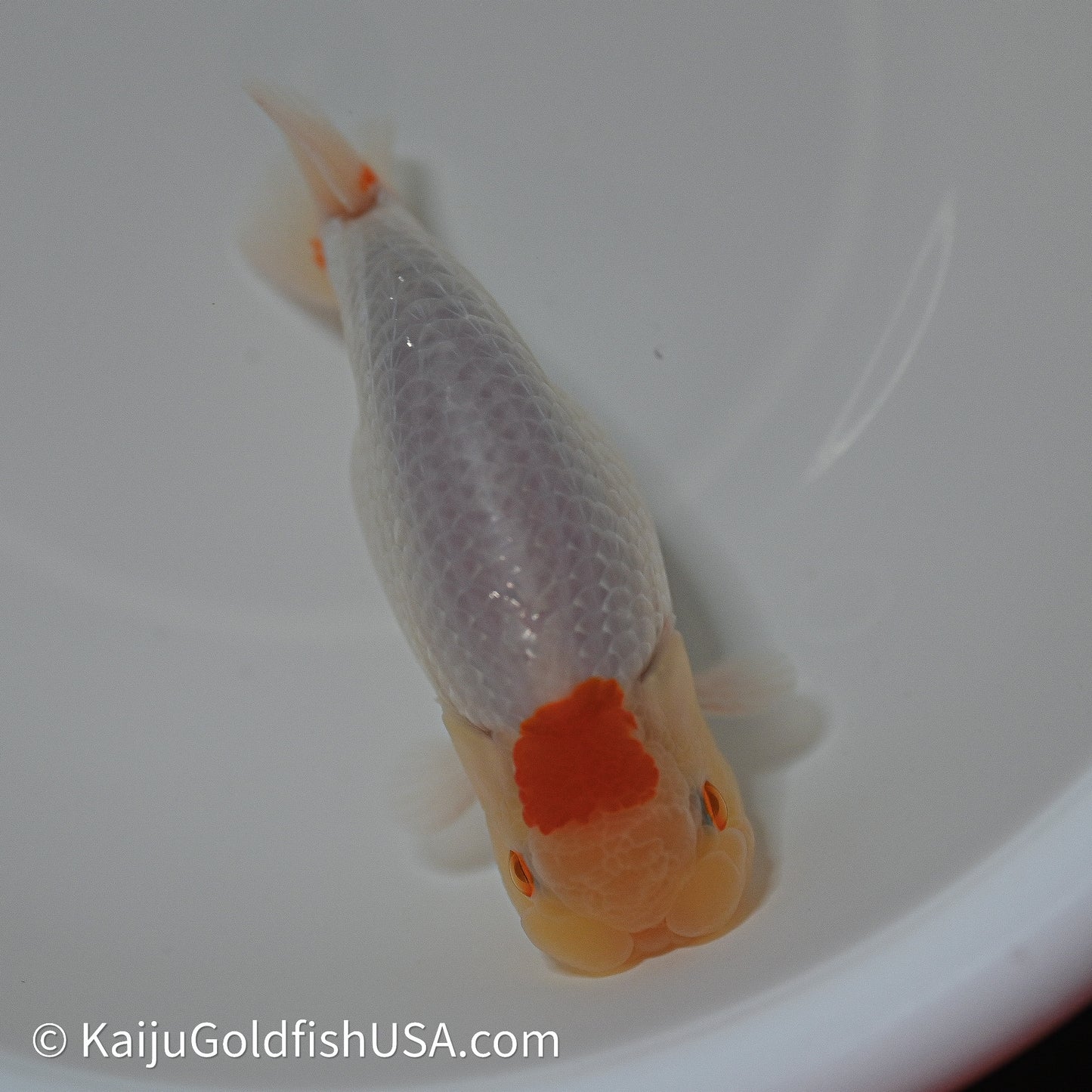 Tancho Red White Buffalo Ranchu 4in Body (240614_RC06) - Kaiju Goldfish USA