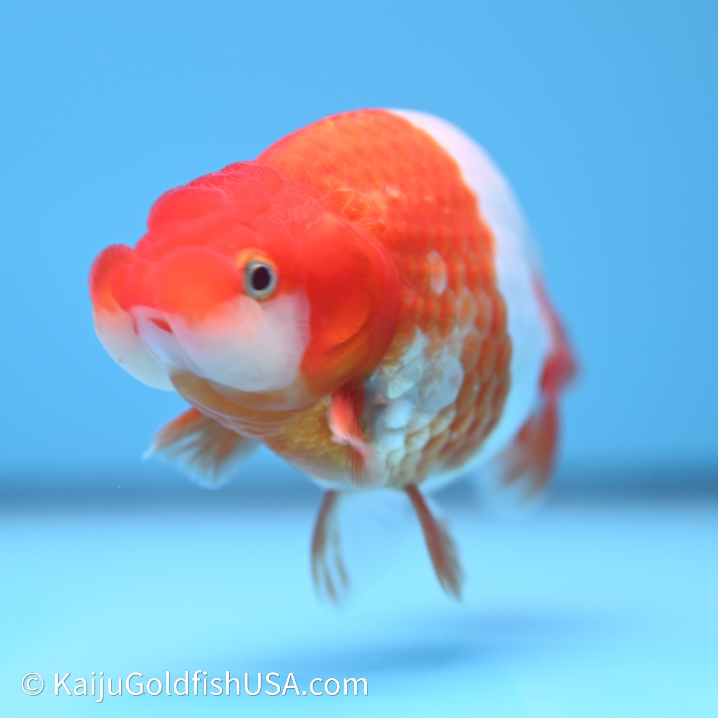Red White Buffalo Ranchu 4in Body (240621_RC07) - Kaiju Goldfish USA