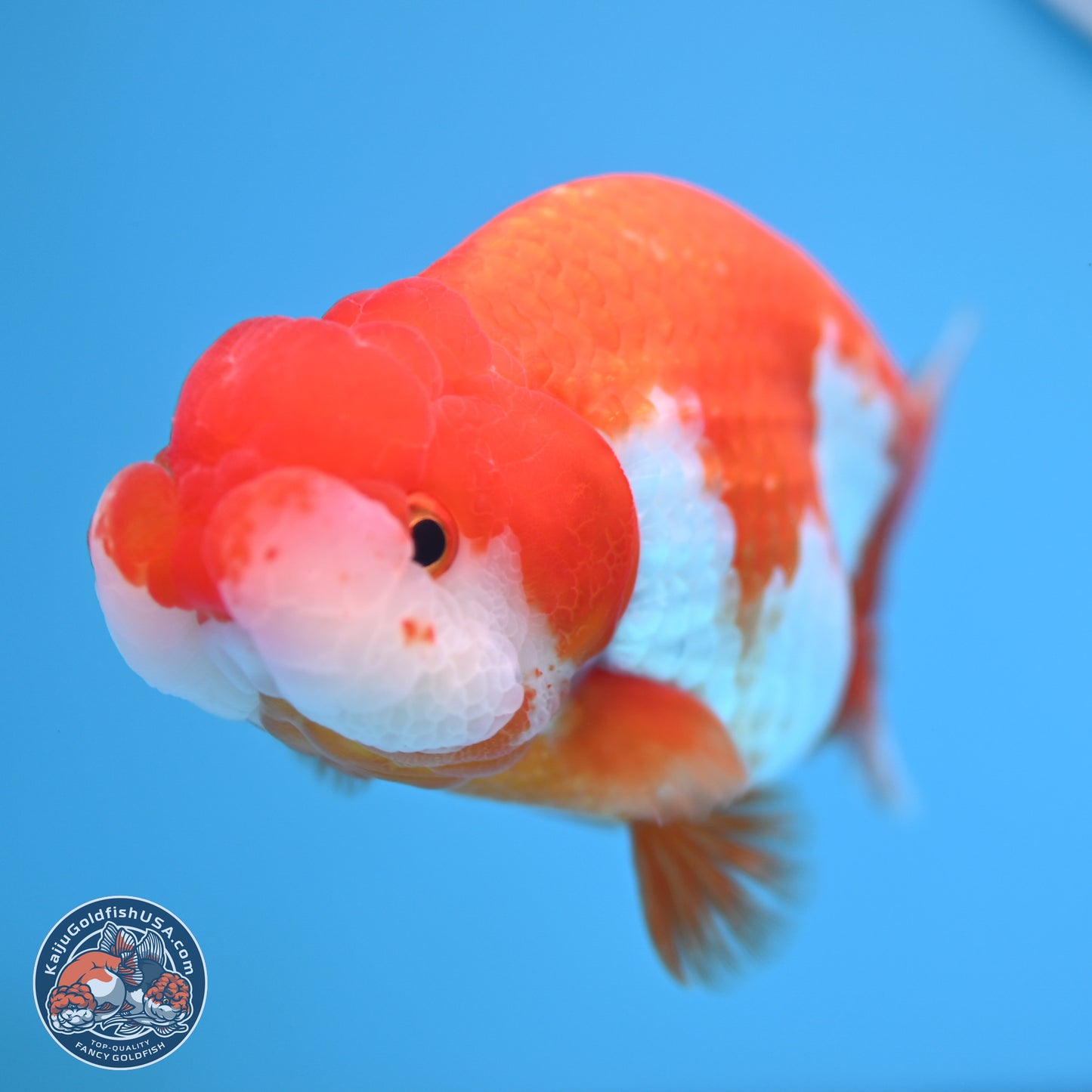 Red White Buffalo Ranchu 5 inches (241011_RC07) - Kaiju Goldfish USA