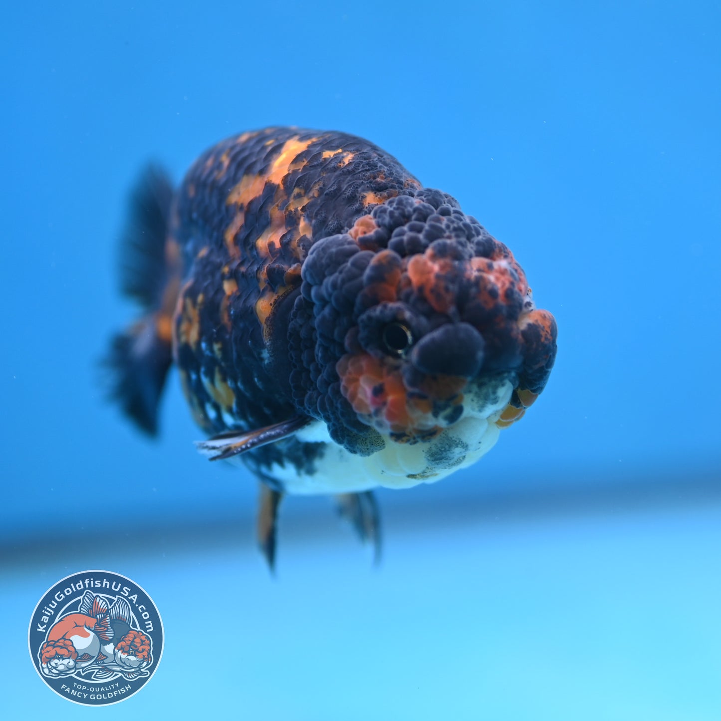 Heavy Ink Tiger Ranchu 4 inch Body (250926_RC07)