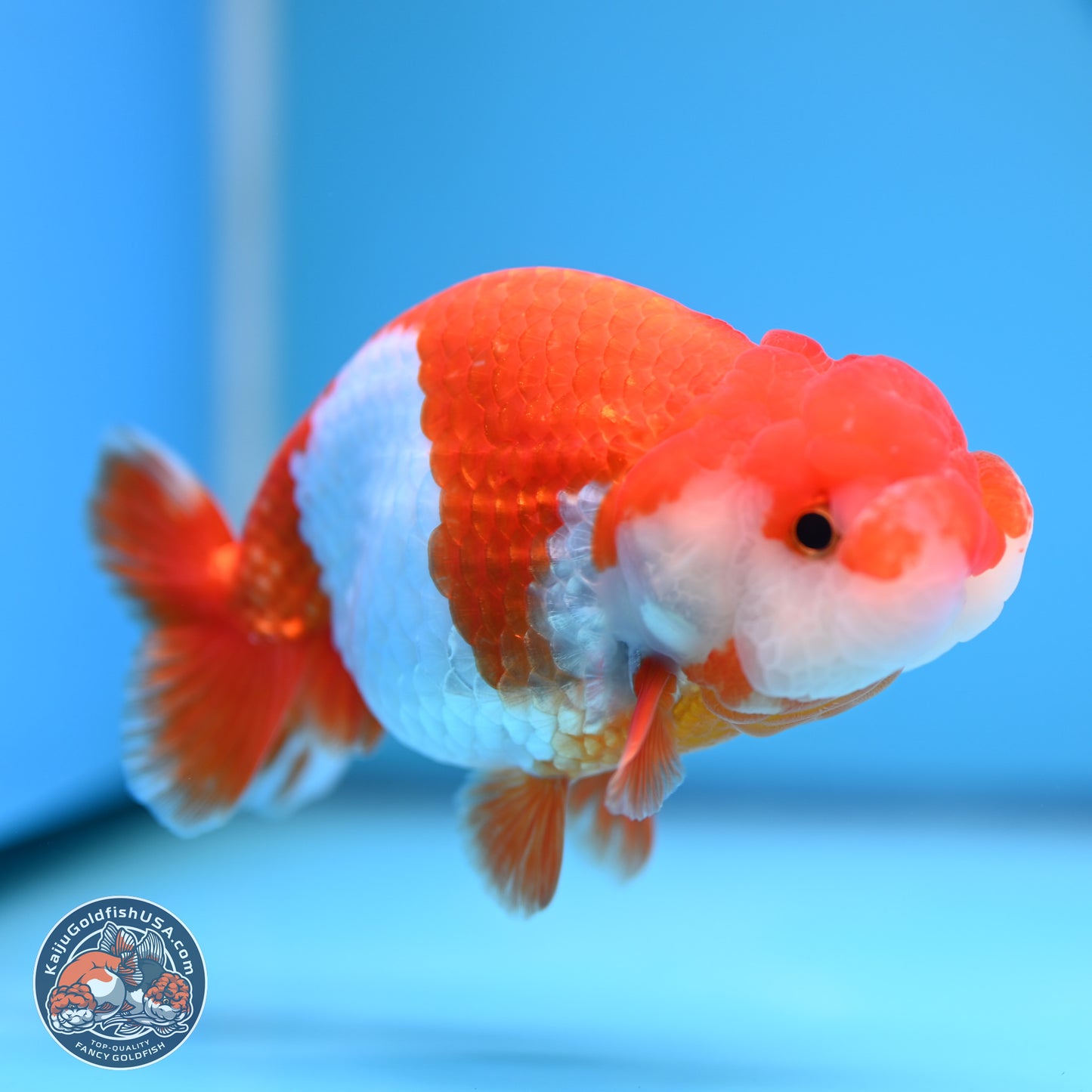 Red White Buffalo Ranchu 5 inches (241011_RC07) - Kaiju Goldfish USA