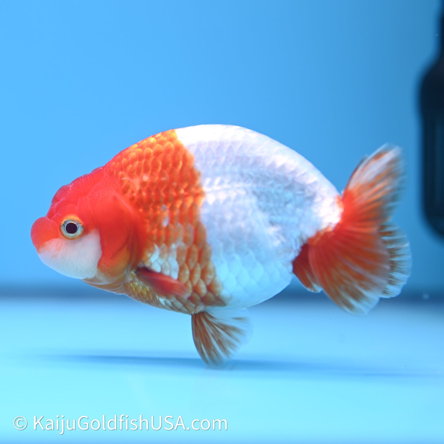 Red White Buffalo Ranchu 4in Body (240621_RC07) - Kaiju Goldfish USA