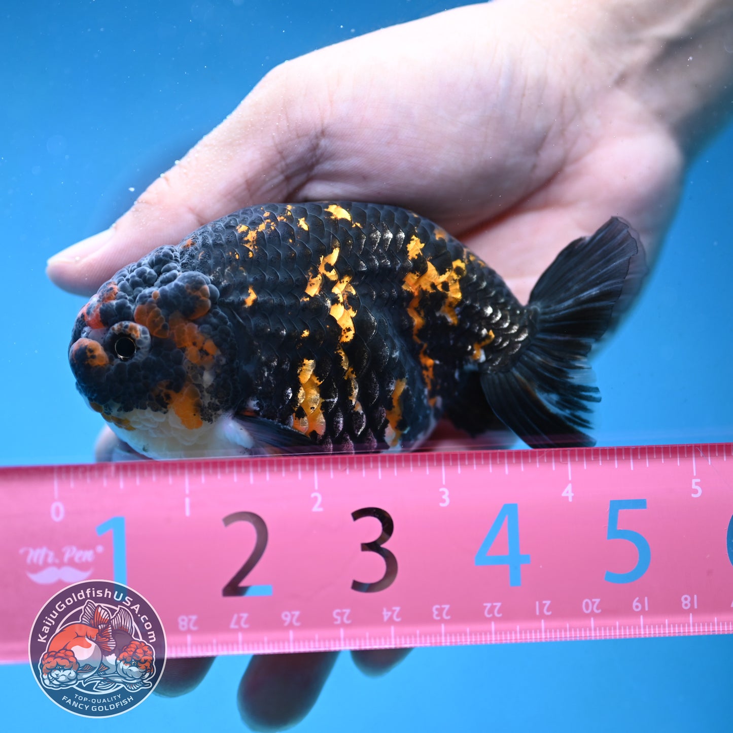 Heavy Ink Tiger Ranchu 4 inch Body (250926_RC07)