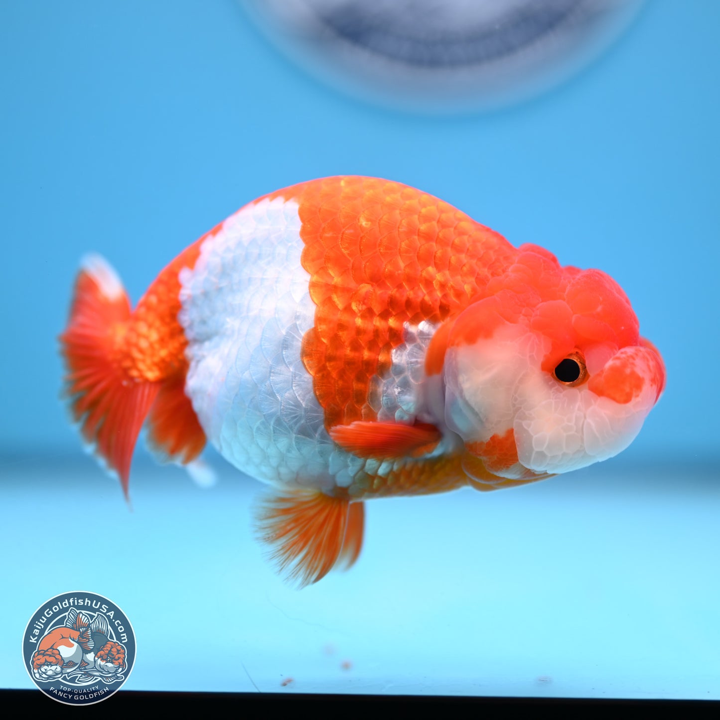 Red White Buffalo Ranchu 5 inches (241011_RC07) - Kaiju Goldfish USA