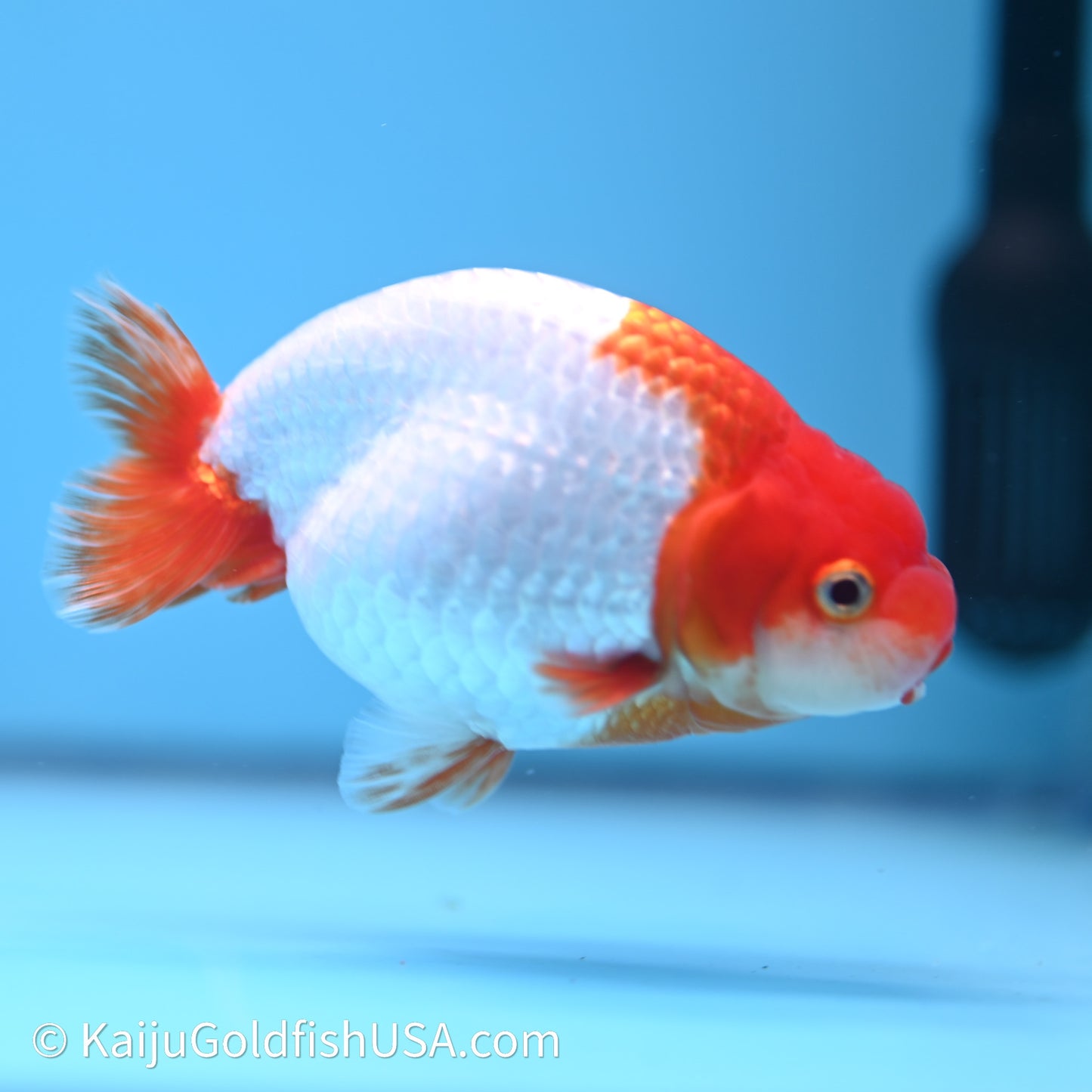 Red White Buffalo Ranchu 4in Body (240621_RC07) - Kaiju Goldfish USA