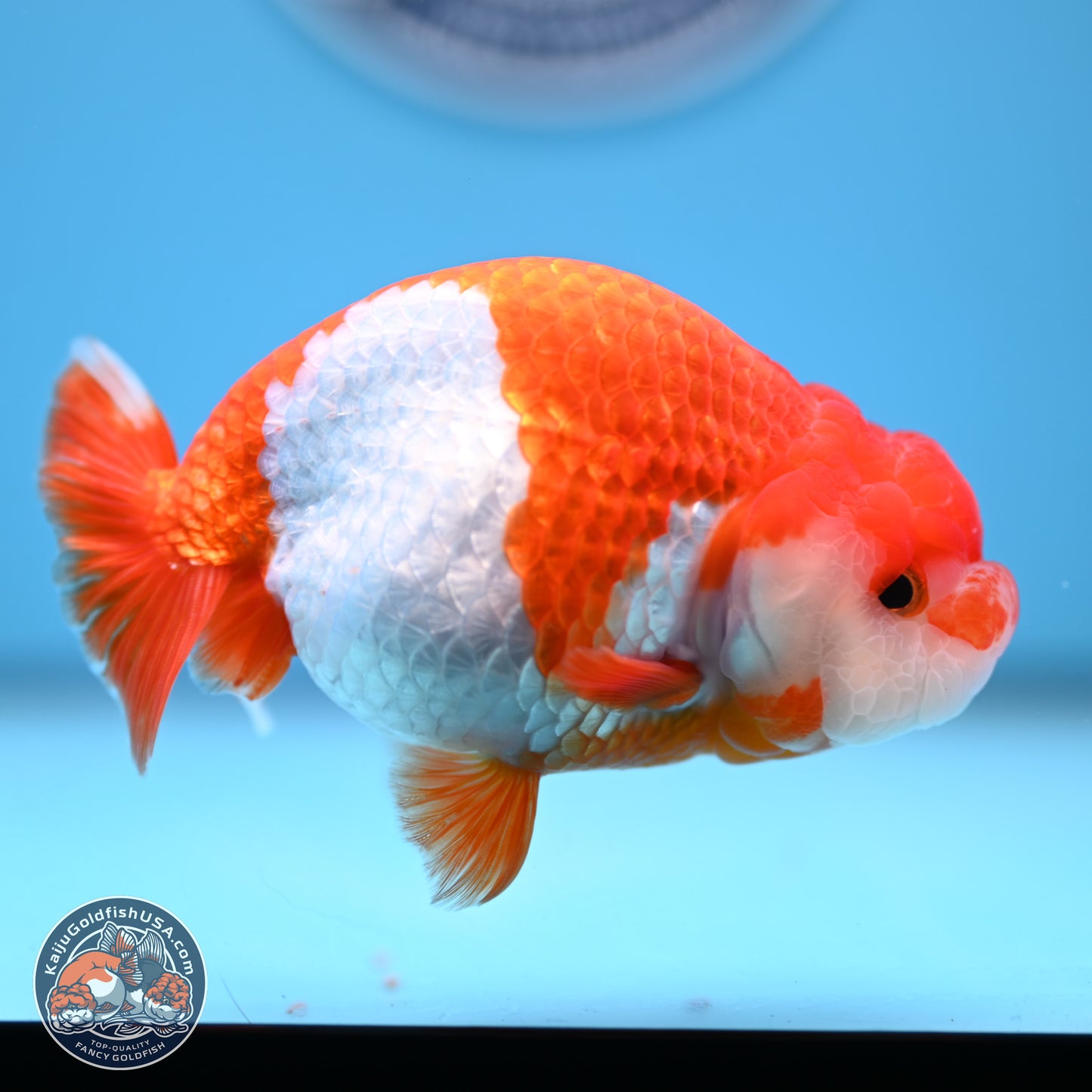 Red White Buffalo Ranchu 5 inches (241011_RC07) - Kaiju Goldfish USA