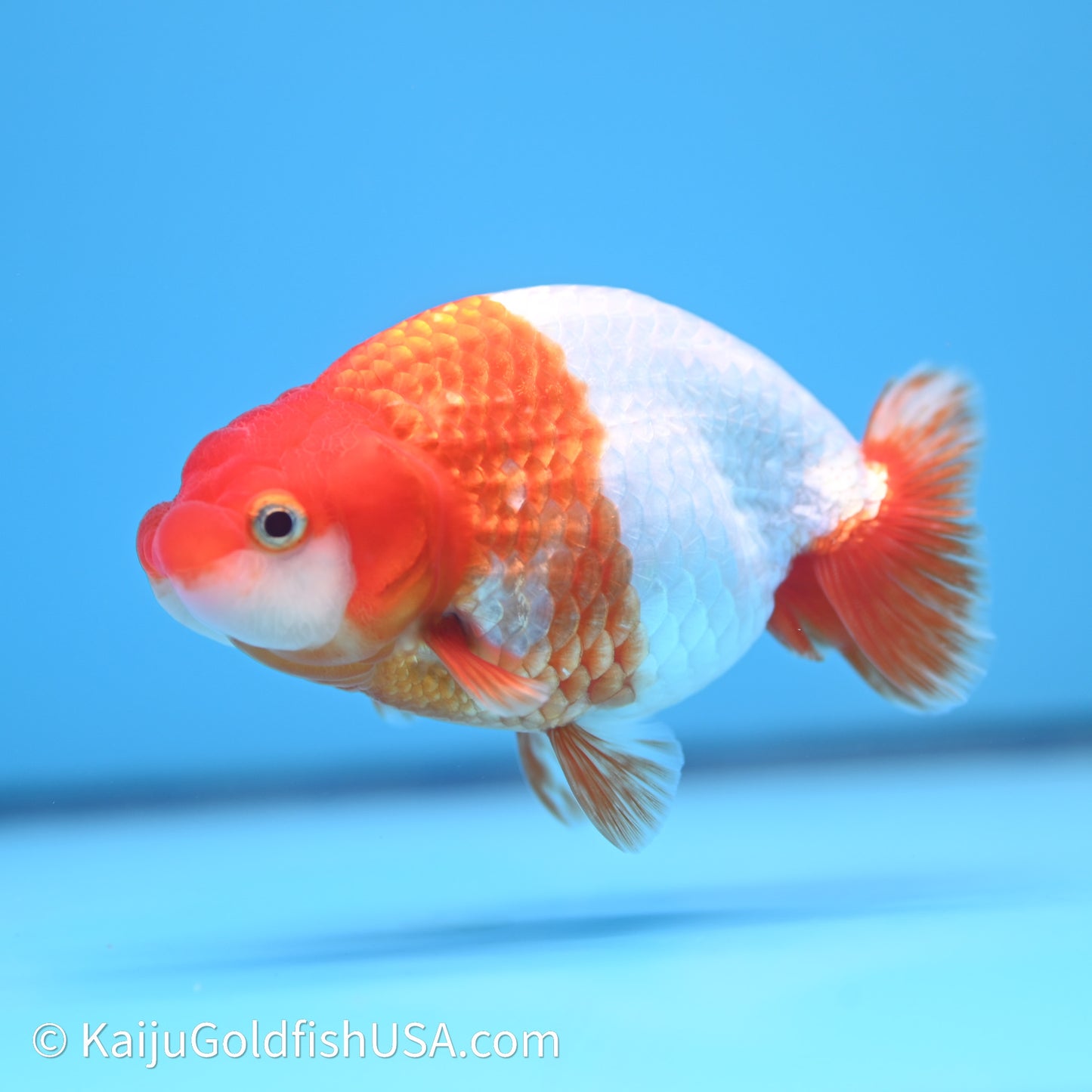 Red White Buffalo Ranchu 4in Body (240621_RC07) - Kaiju Goldfish USA