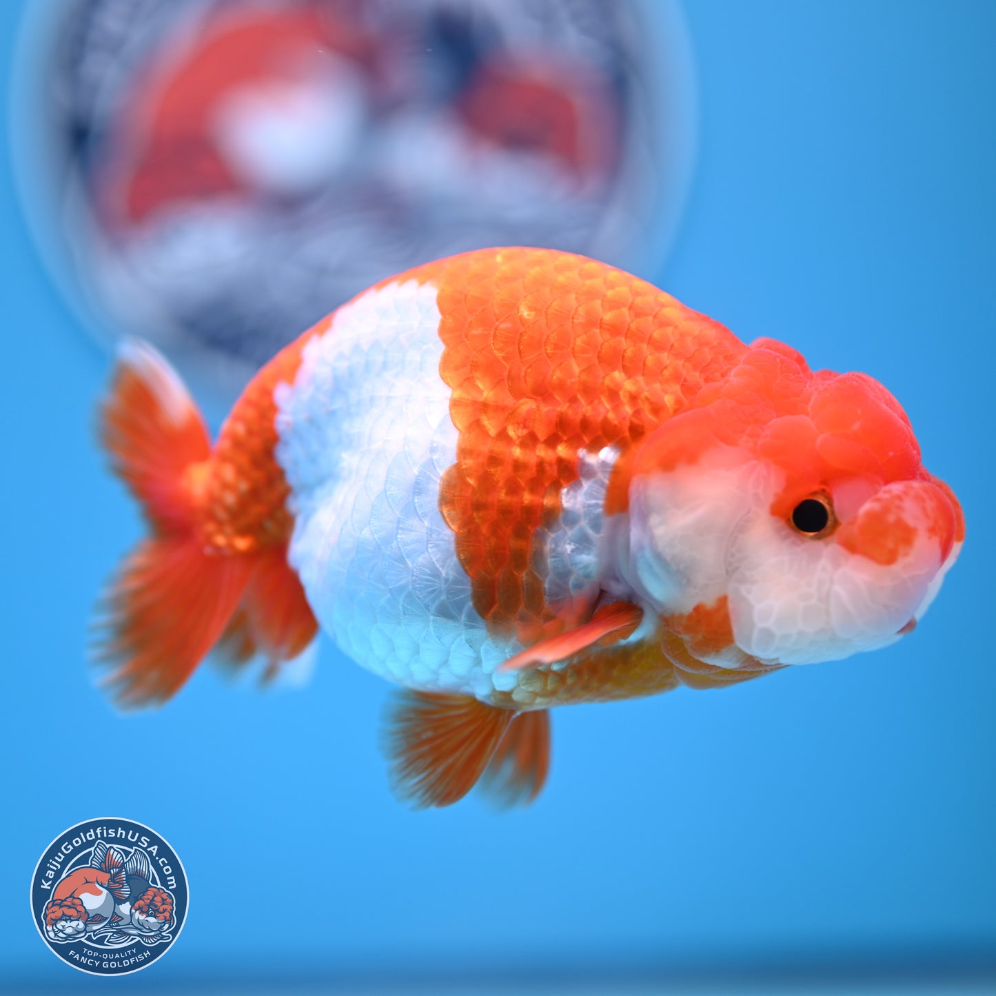 Red White Buffalo Ranchu 5 inches (241011_RC07) - Kaiju Goldfish USA