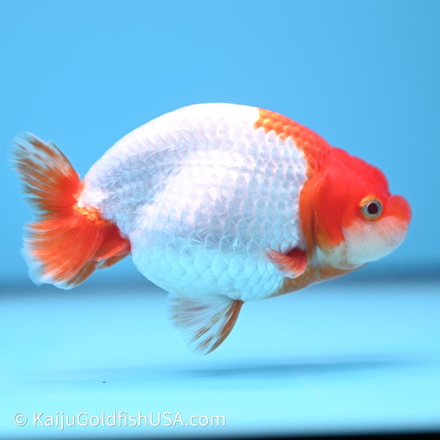 Red White Buffalo Ranchu 4in Body (240621_RC07) - Kaiju Goldfish USA