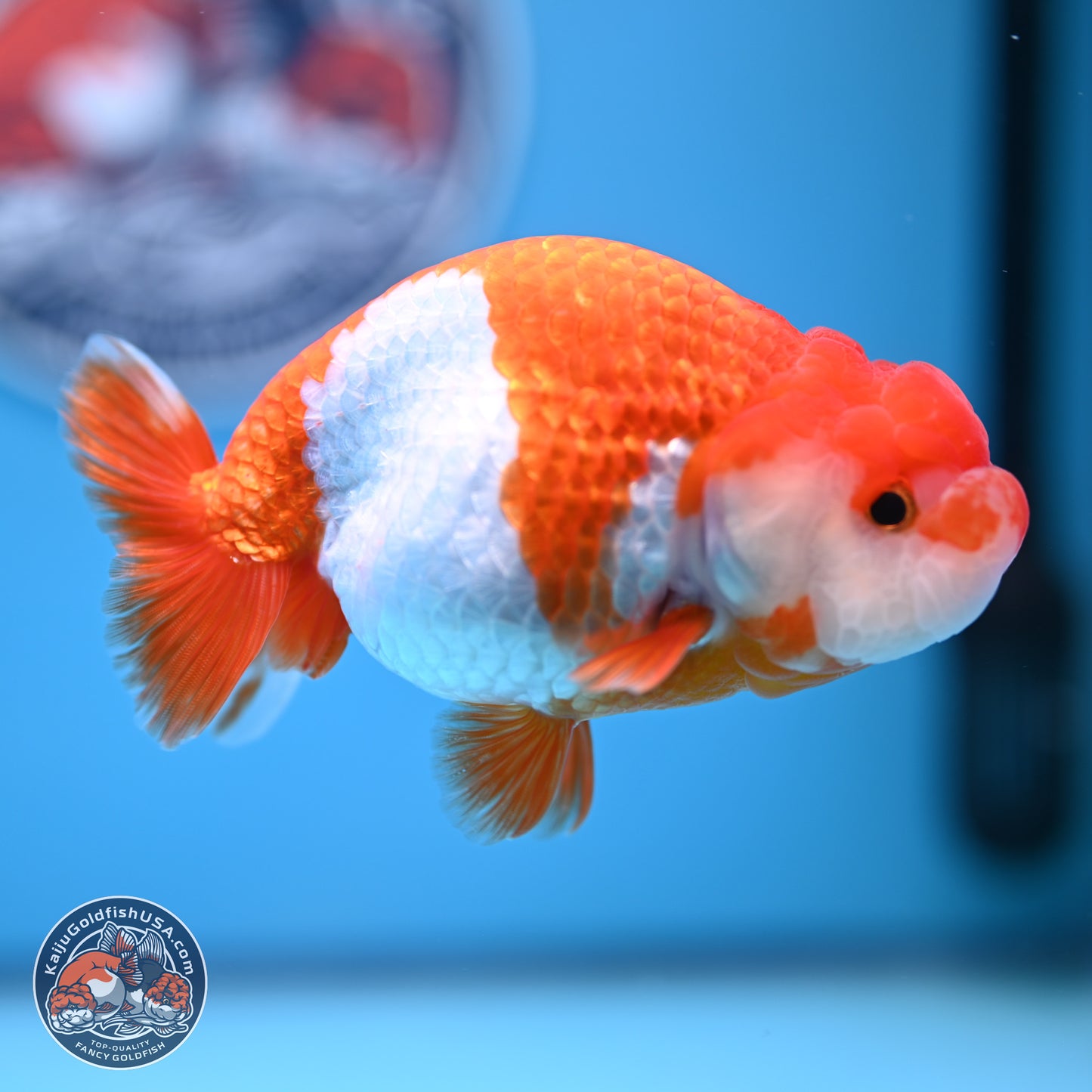 Red White Buffalo Ranchu 5 inches (241011_RC07) - Kaiju Goldfish USA