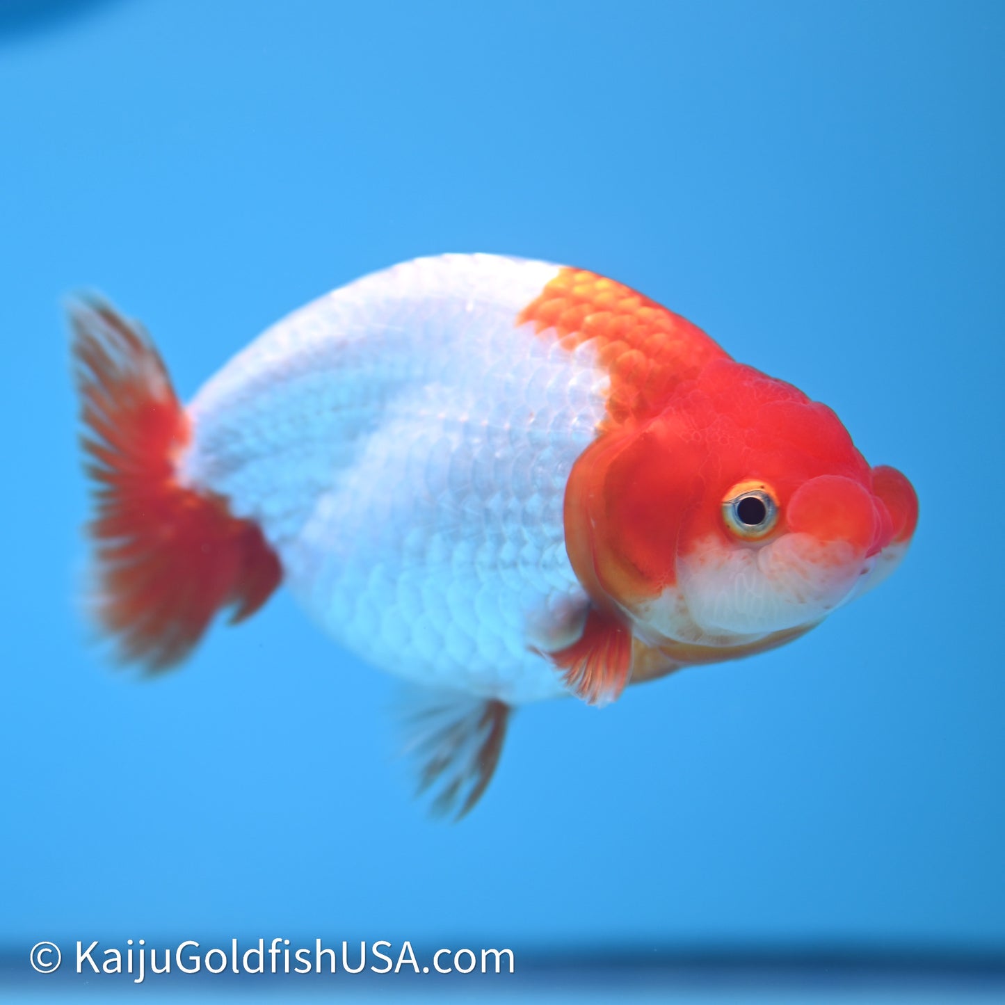 Red White Buffalo Ranchu 4in Body (240621_RC07) - Kaiju Goldfish USA