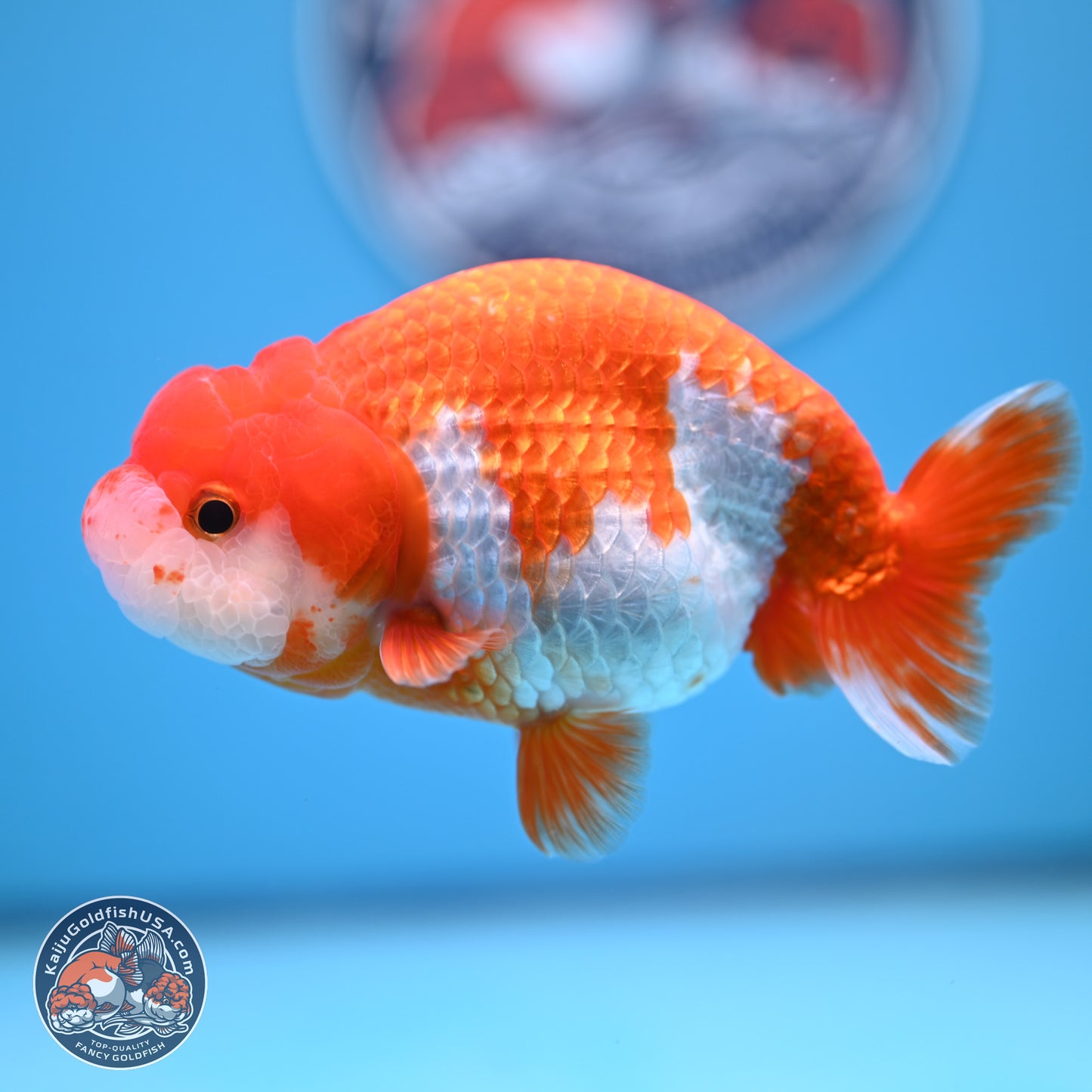 Red White Buffalo Ranchu 5 inches (241011_RC07) - Kaiju Goldfish USA