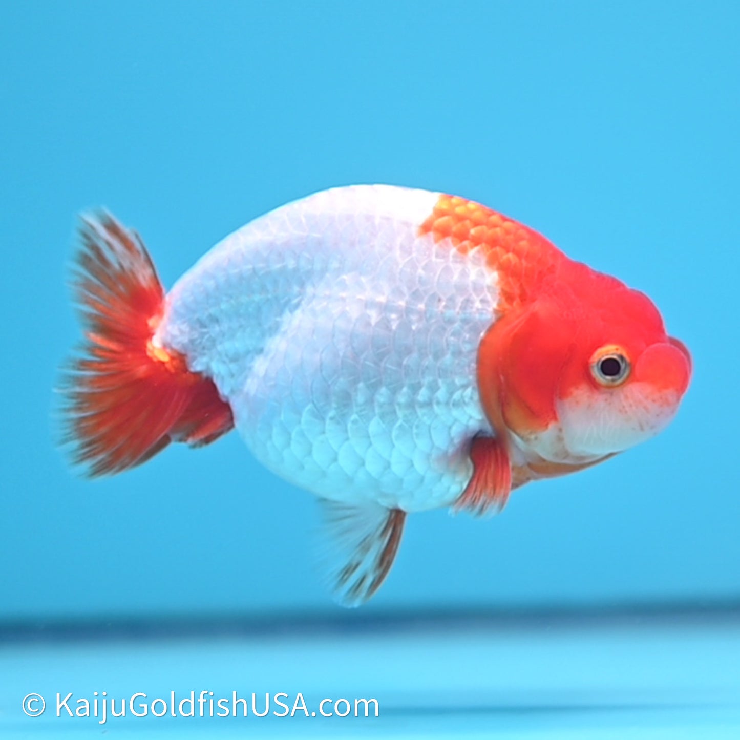 Red White Buffalo Ranchu 4in Body (240621_RC07) - Kaiju Goldfish USA