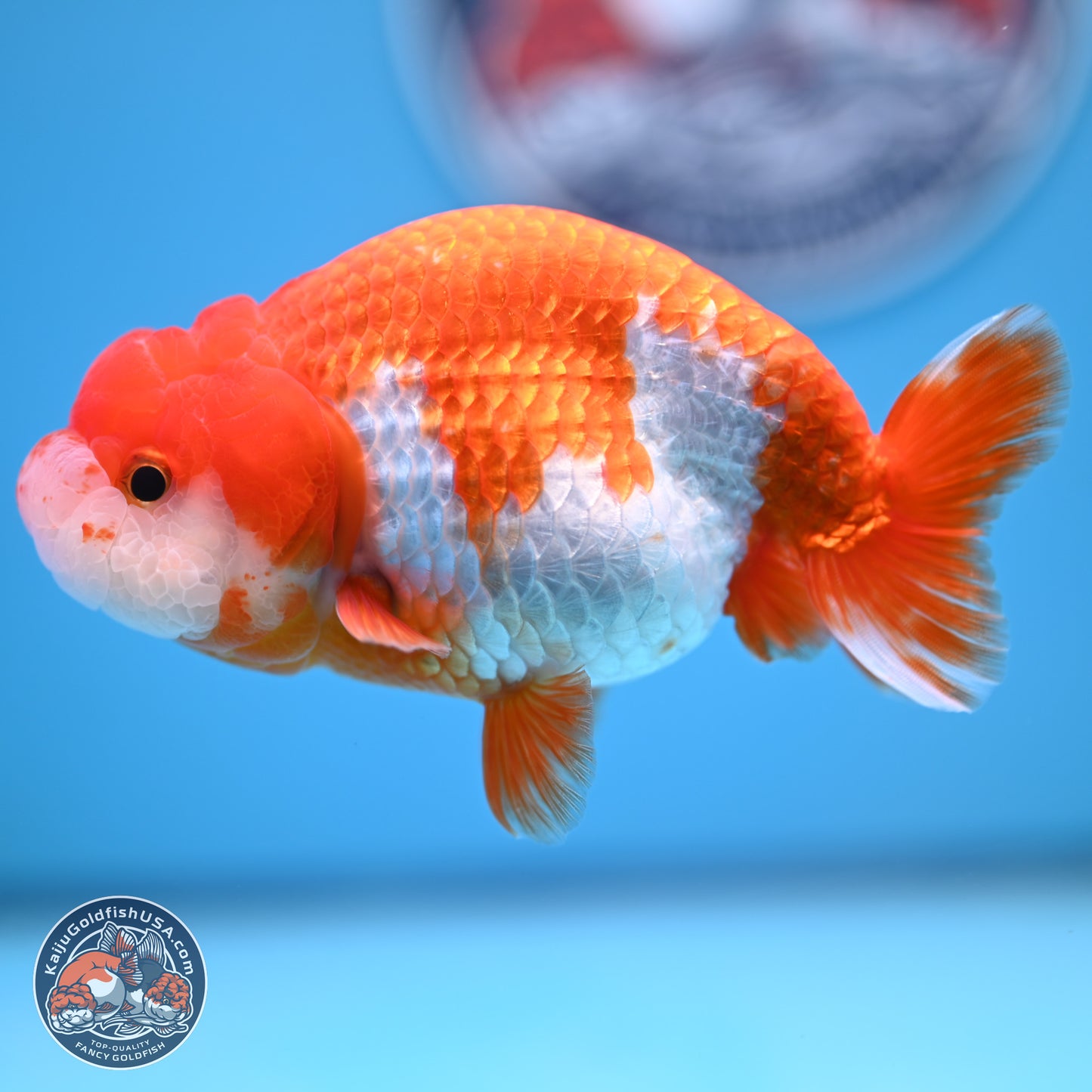 Red White Buffalo Ranchu 5 inches (241011_RC07) - Kaiju Goldfish USA