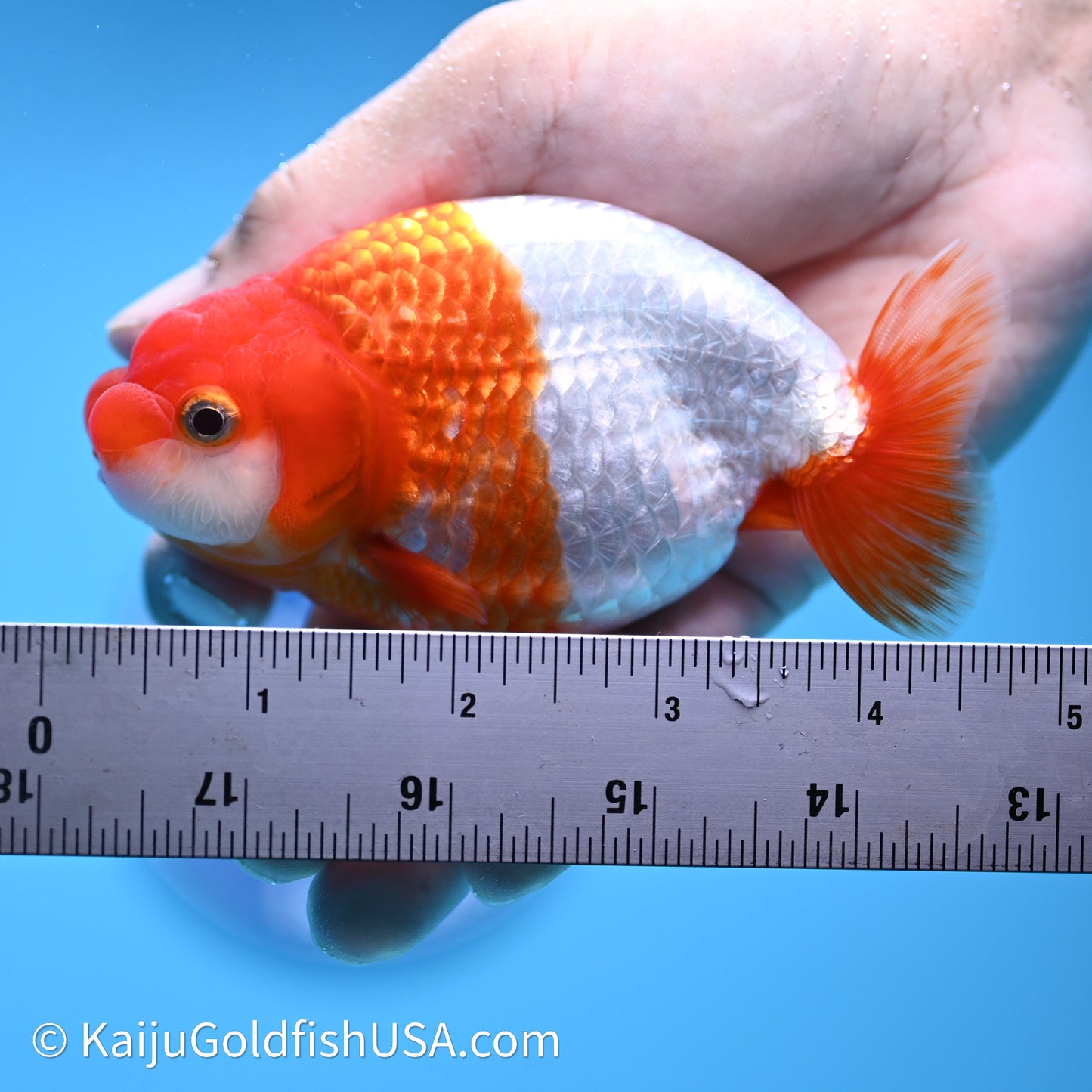 Red White Buffalo Ranchu 4in Body (240621_RC07) - Kaiju Goldfish USA