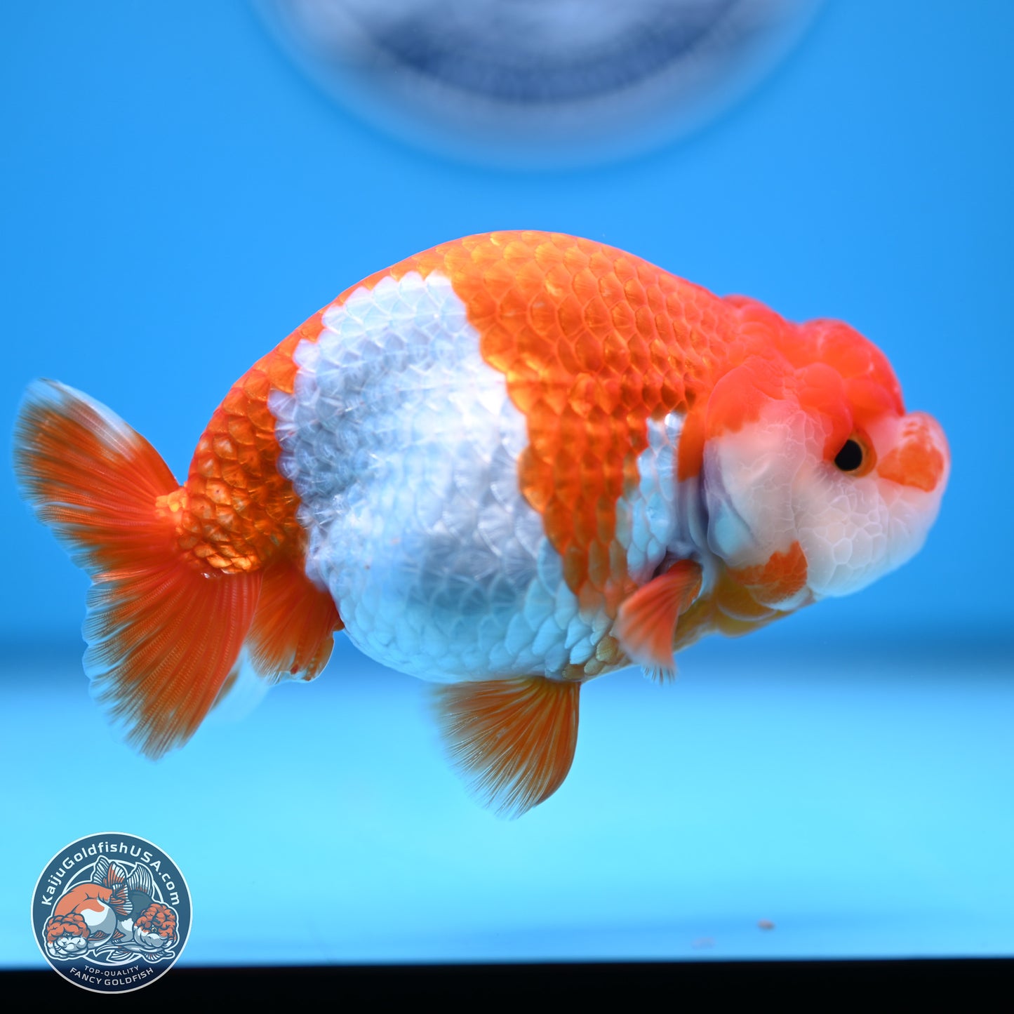 Red White Buffalo Ranchu 5 inches (241011_RC07) - Kaiju Goldfish USA