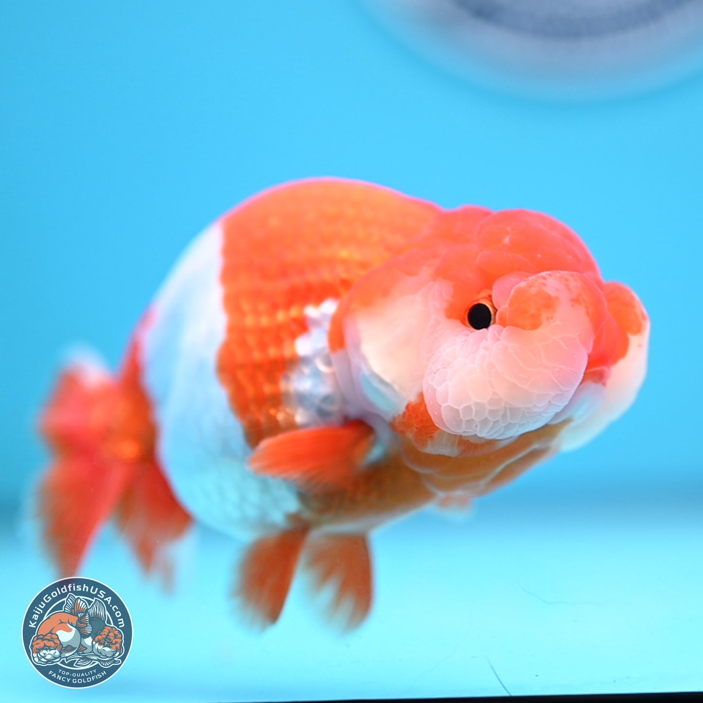 Red White Buffalo Ranchu 5 inches (241011_RC07) - Kaiju Goldfish USA