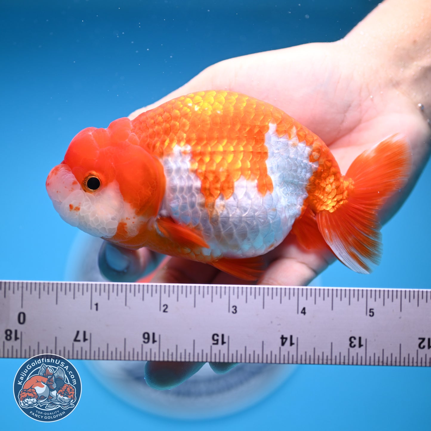 Red White Buffalo Ranchu 5 inches (241011_RC07) - Kaiju Goldfish USA