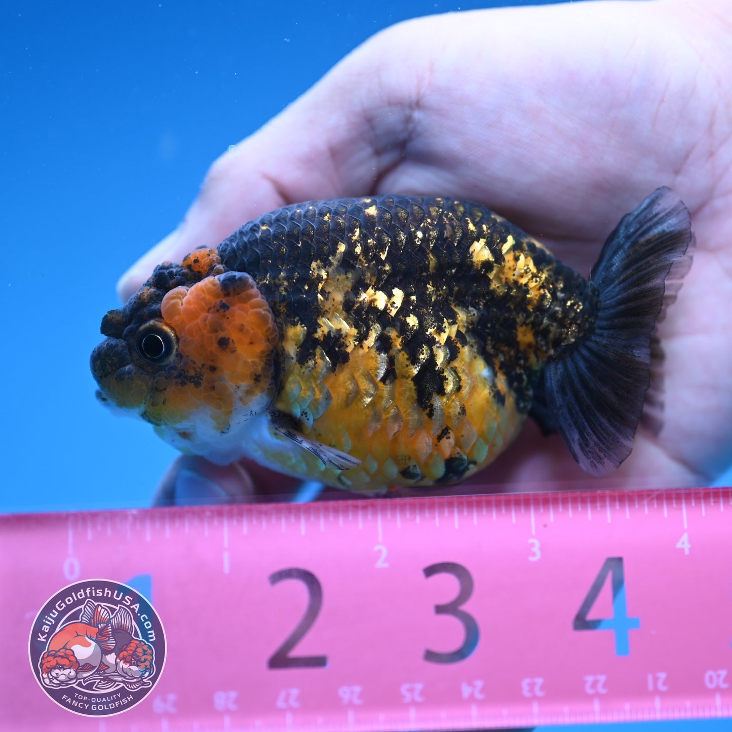 Tiger Ranchu 3.5 inch Body (250905_RC07)