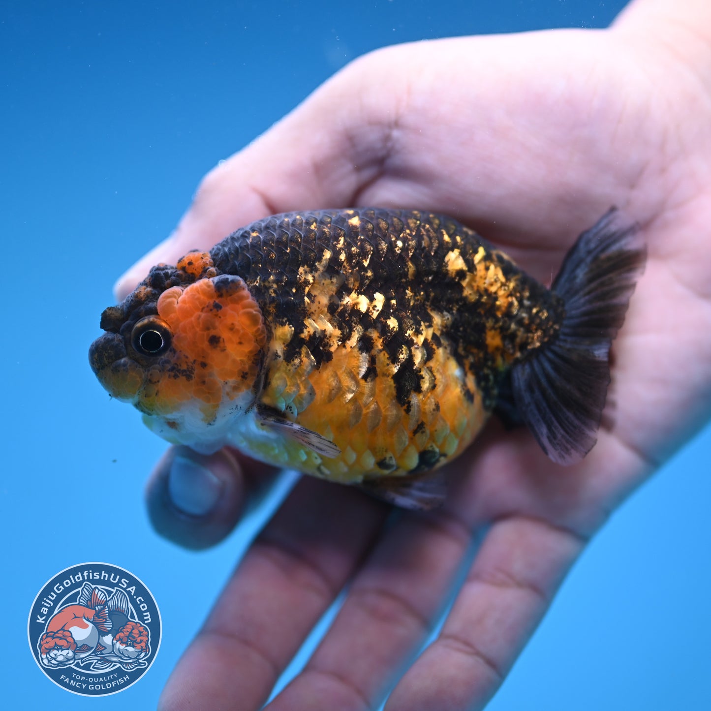 Tiger Ranchu 3.5 inch Body (250905_RC07)