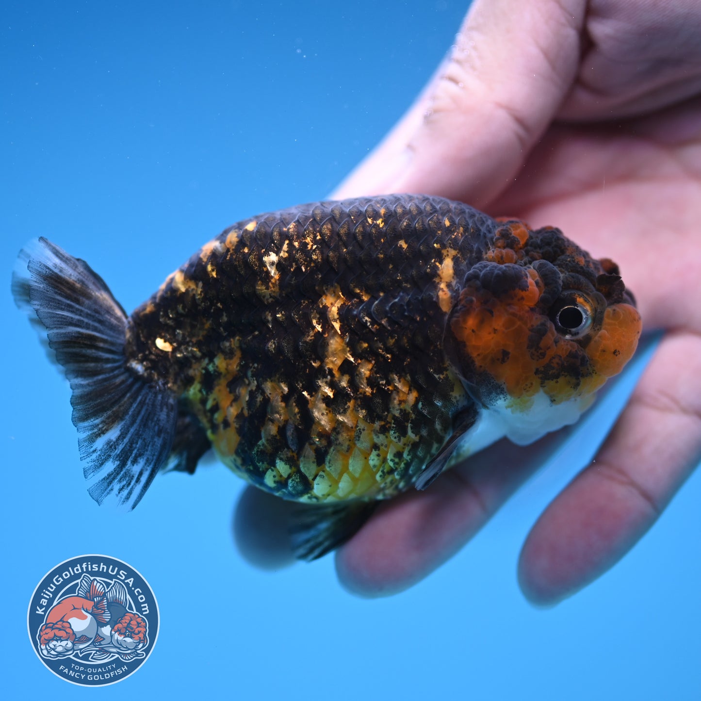 Tiger Ranchu 3.5 inch Body (250905_RC07)