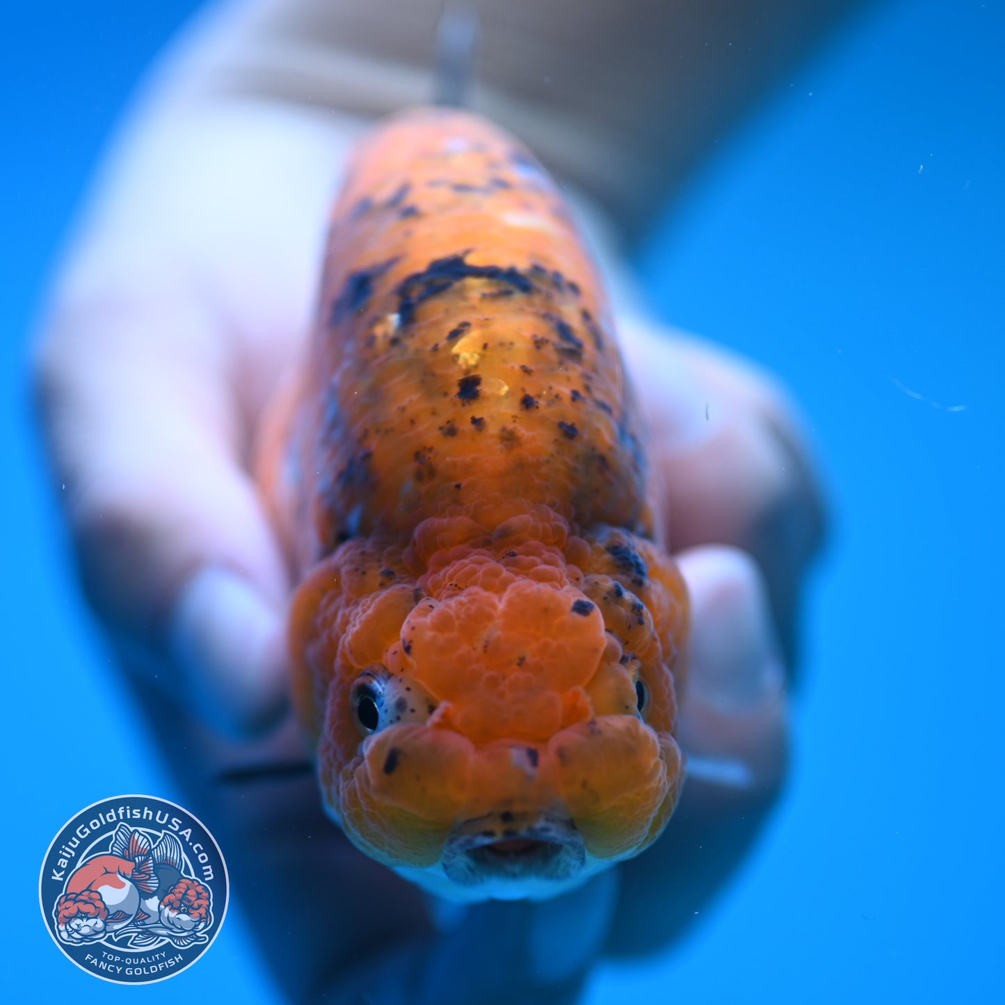 Sparkling Gold Coin Ranchu 5 inch Body (250815_RC07)