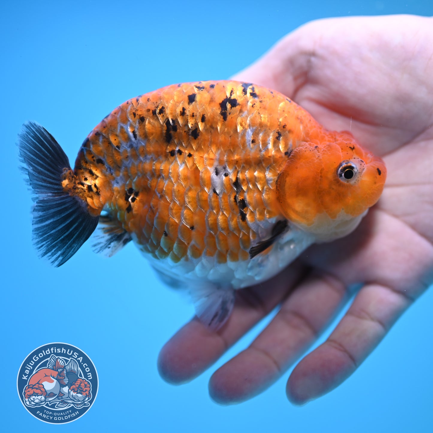 Sparkling Gold Coin Ranchu 5 inch Body (250815_RC07)
