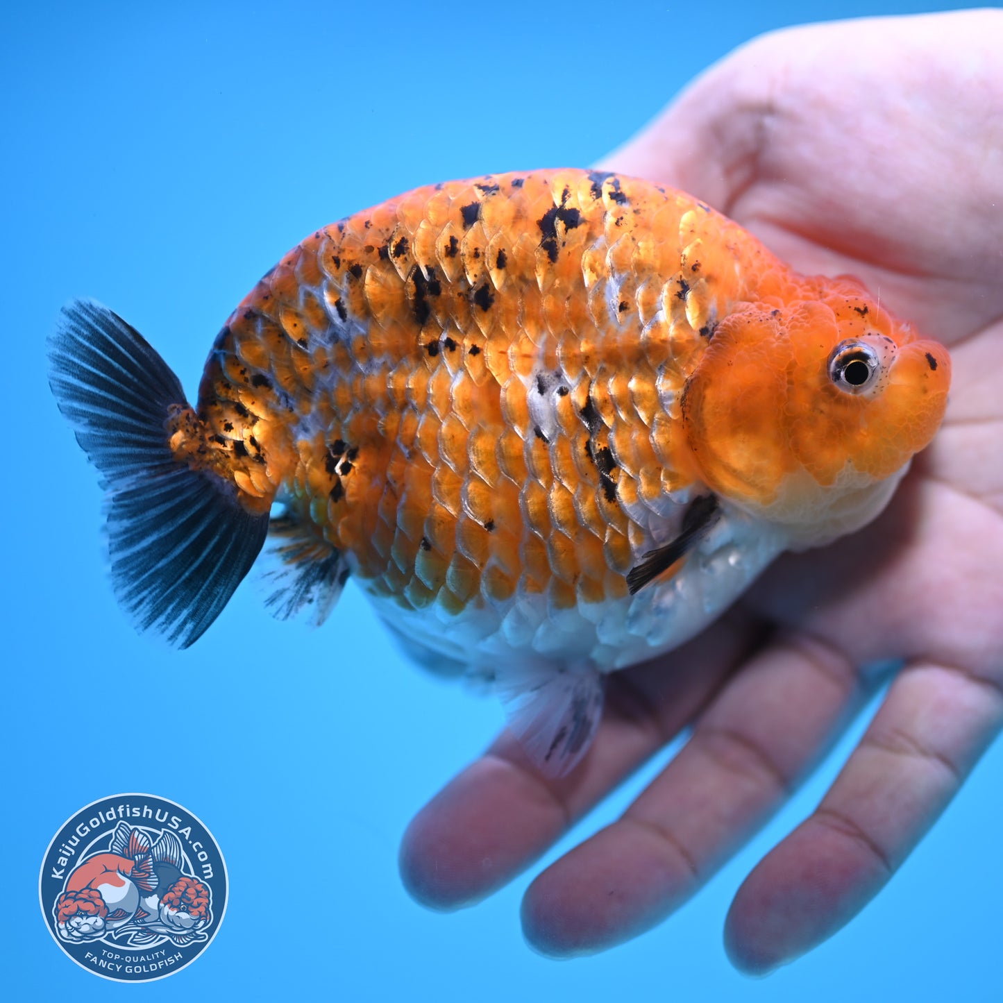 Sparkling Gold Coin Ranchu 5 inch Body (250815_RC07)