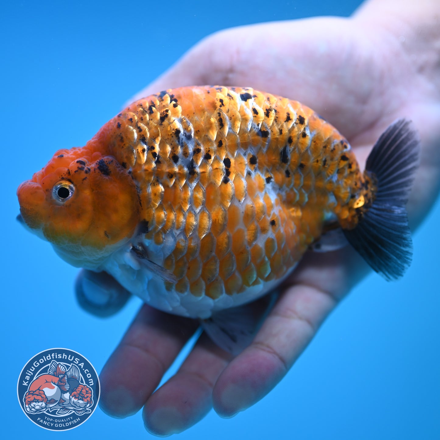 Sparkling Gold Coin Ranchu 5 inch Body (250815_RC07)