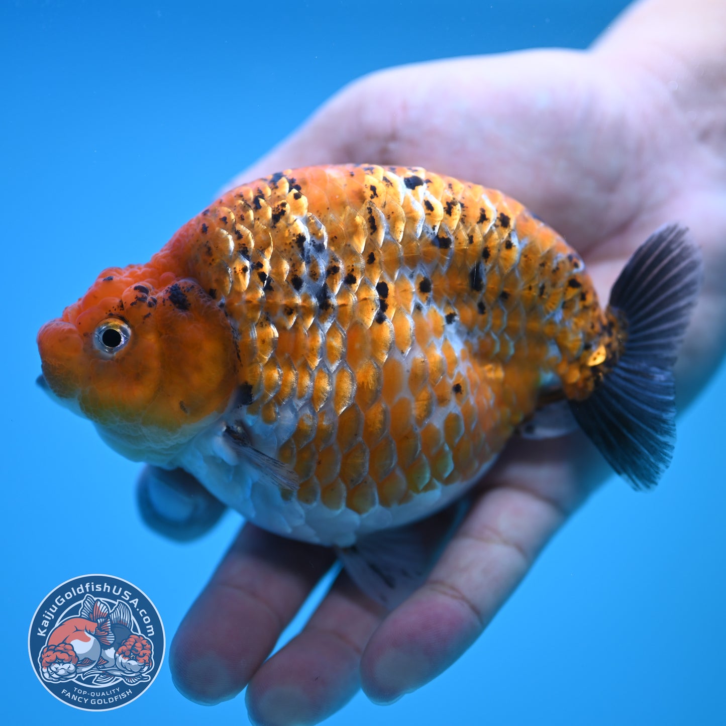 Sparkling Gold Coin Ranchu 5 inch Body (250815_RC07)