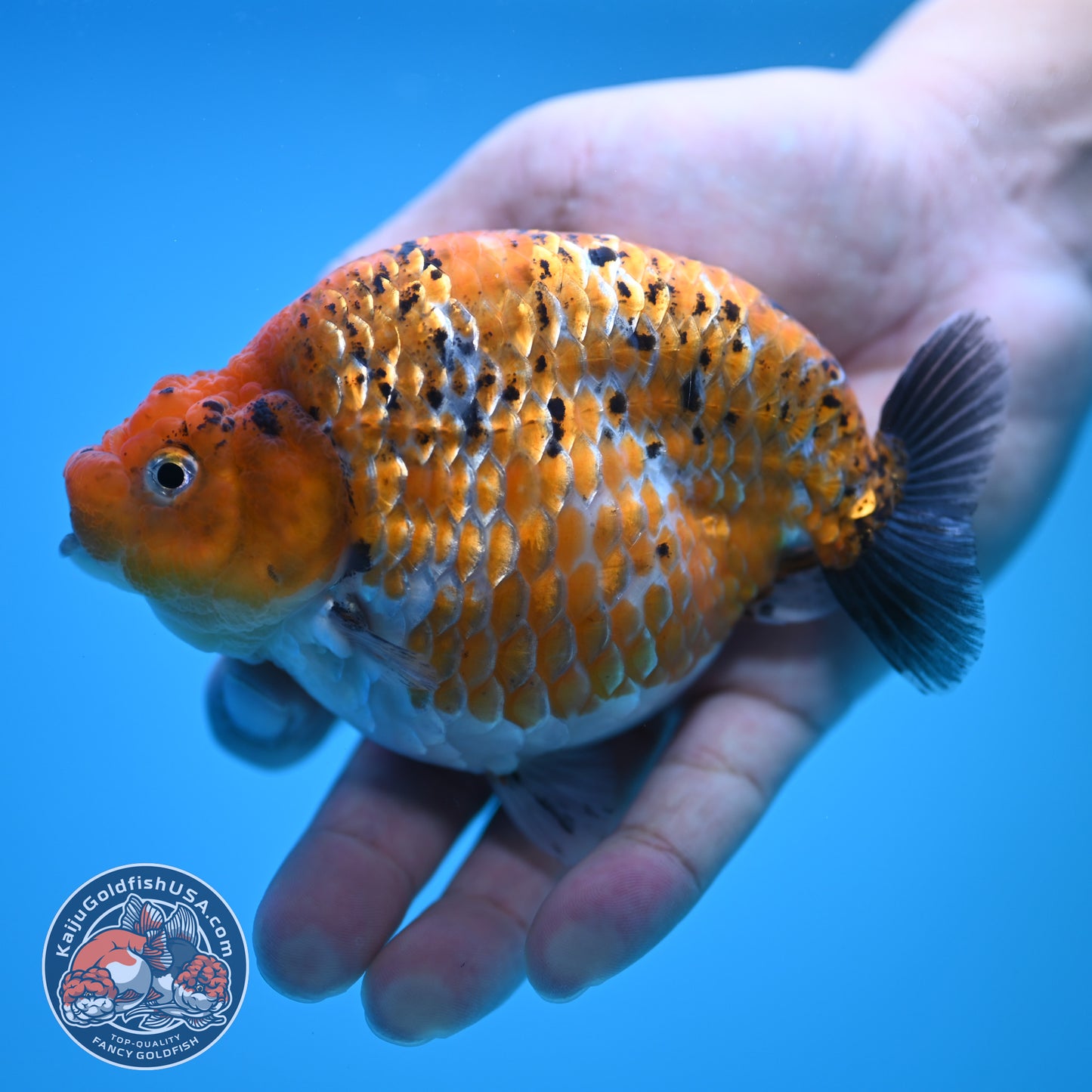 Sparkling Gold Coin Ranchu 5 inch Body (250815_RC07)