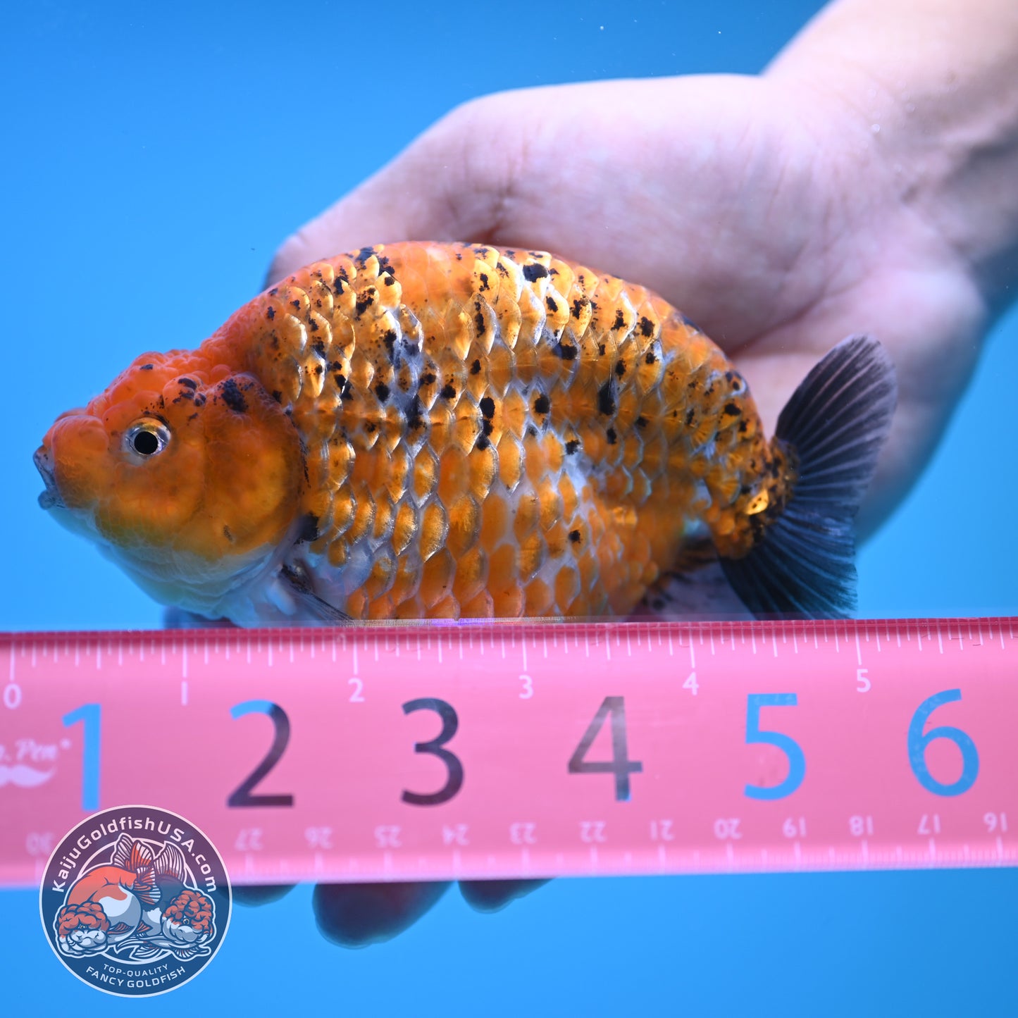 Sparkling Gold Coin Ranchu 5 inch Body (250815_RC07)