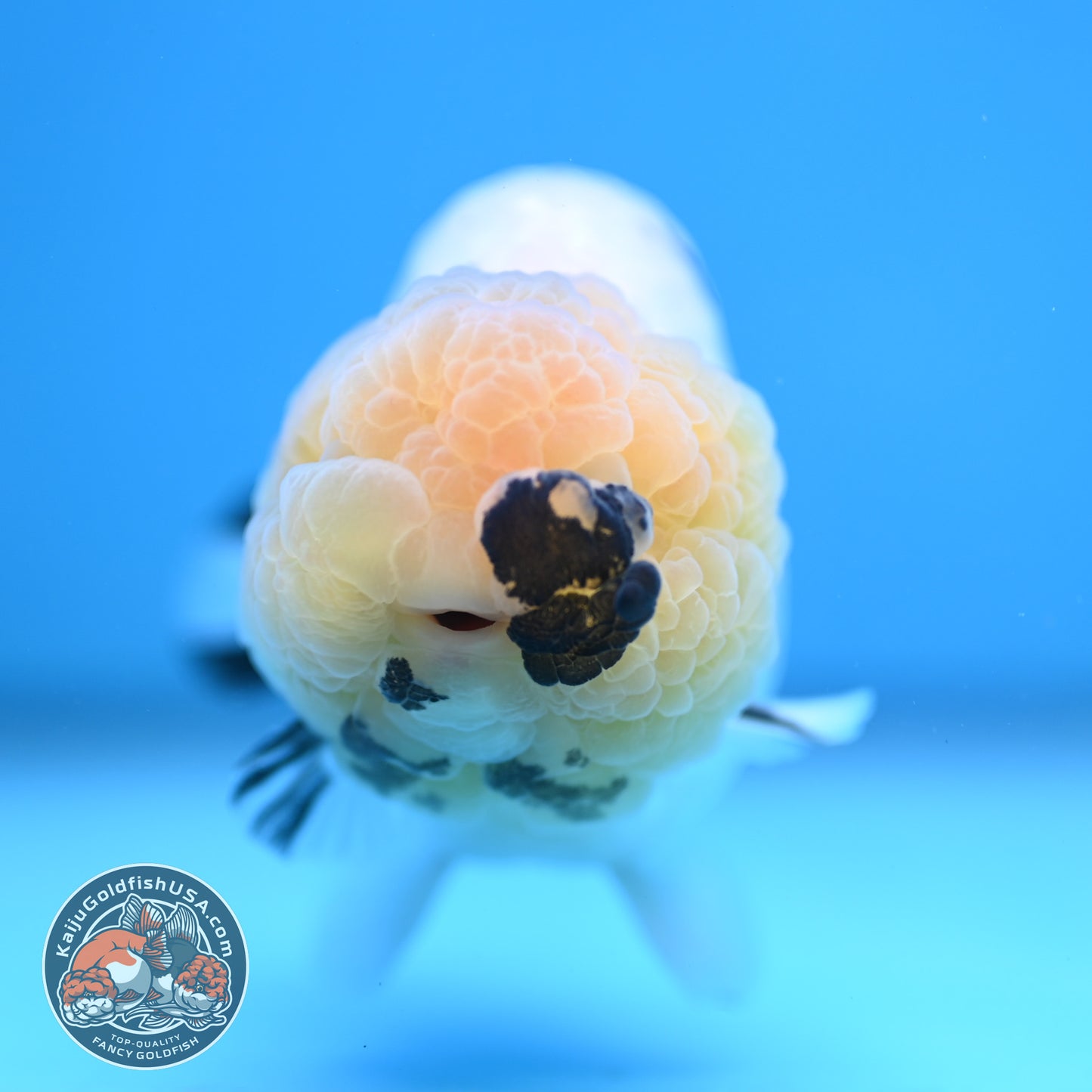 Panda Ranchu 4 inches Body (250516_RC07)