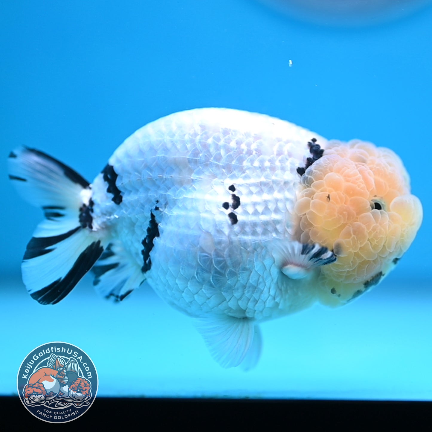 Panda Ranchu 4 inches Body (250516_RC07)