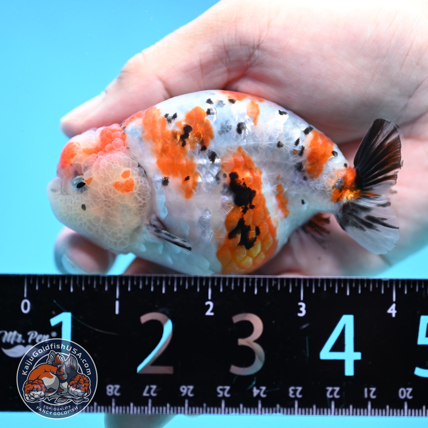 Tricolor Ranchu 3.5 inch Body (251003_RC07)