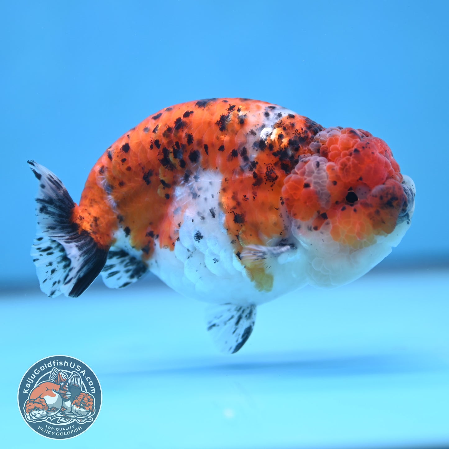 Calico Ranchu 4.5 inches Body (250509_RC07)
