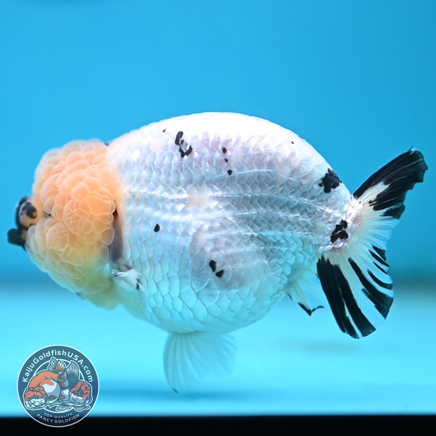 Panda Ranchu 4 inches Body (250516_RC07)