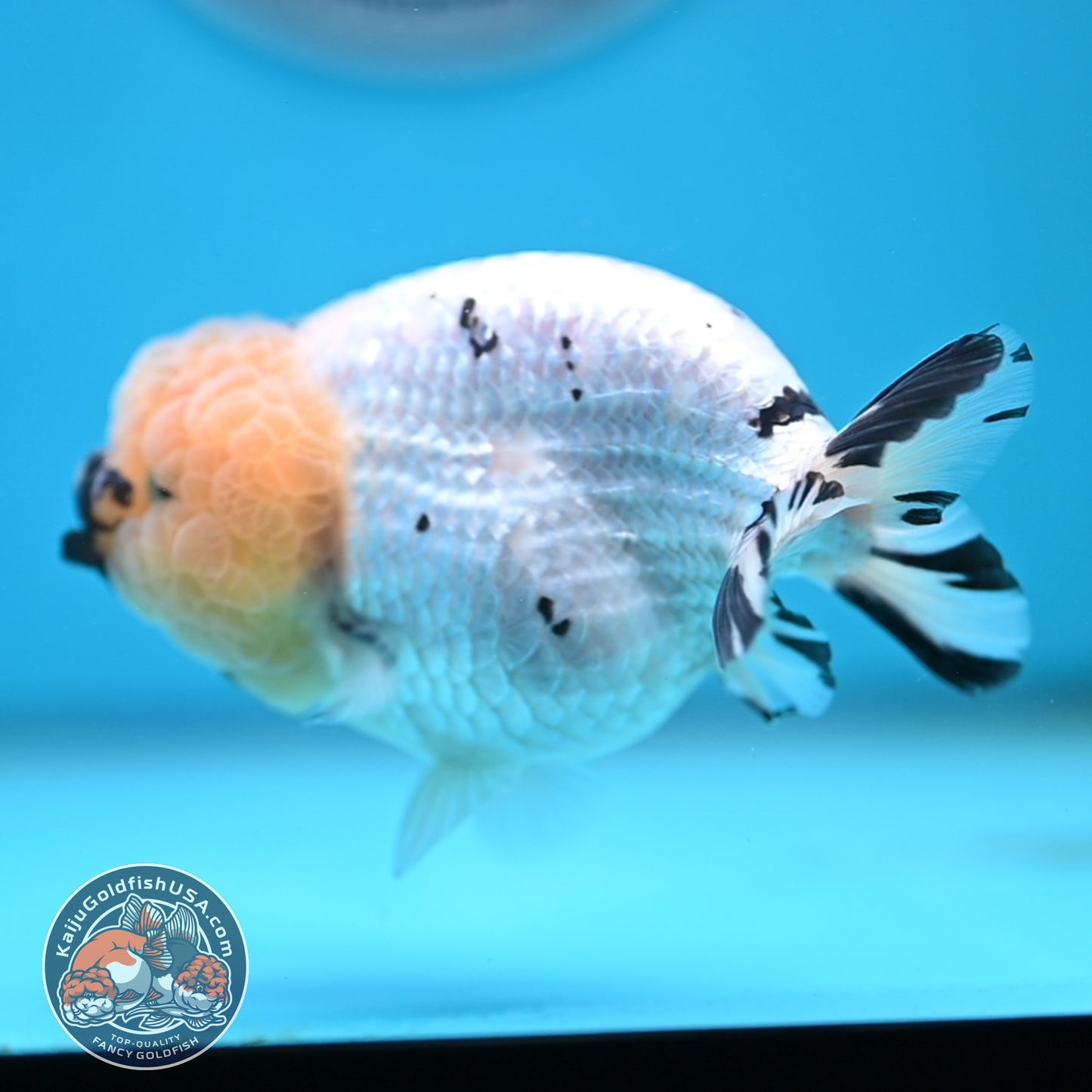 Panda Ranchu 4 inches Body (250516_RC07)