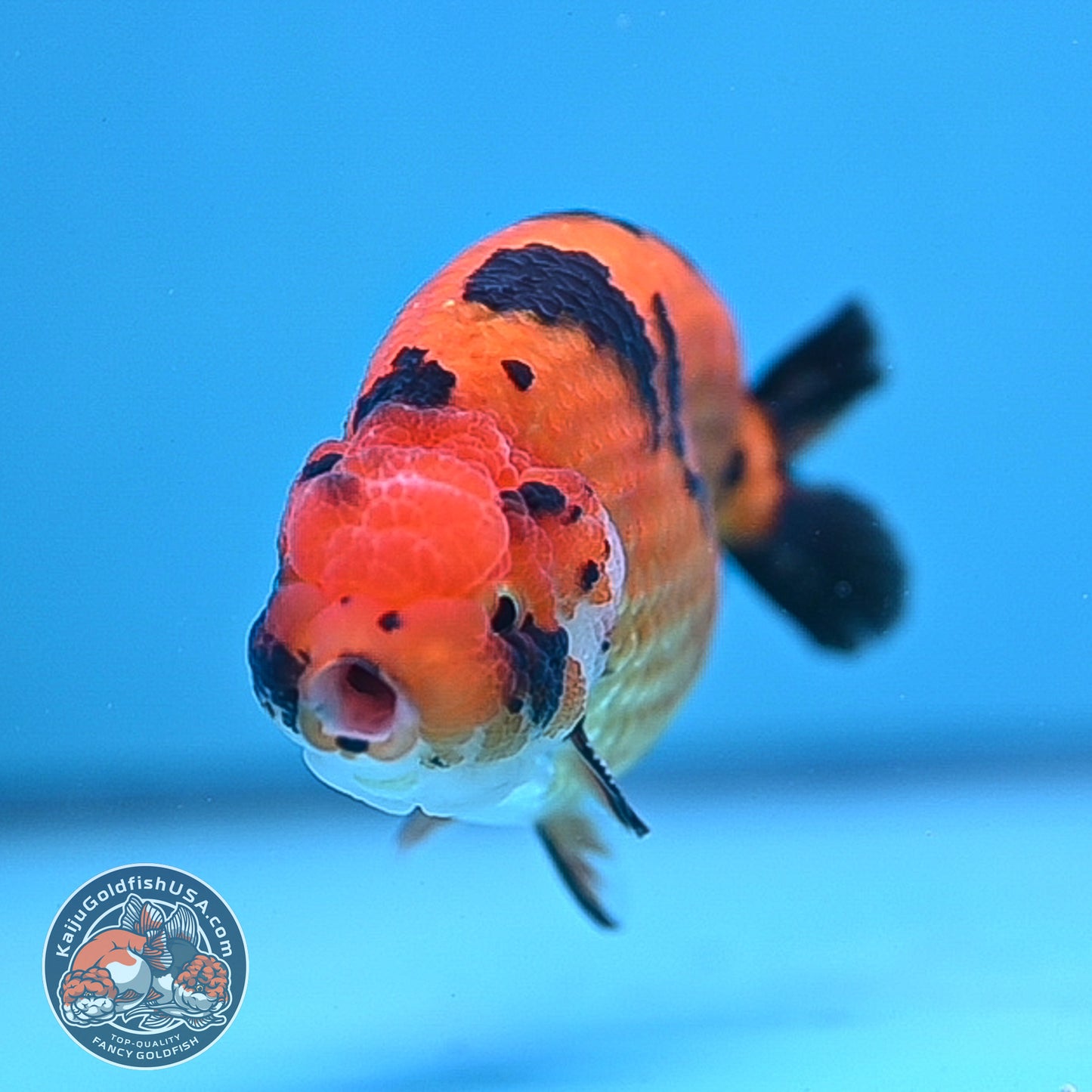 Tiger Ranchu 4.25 inches Body (250502_RC07)