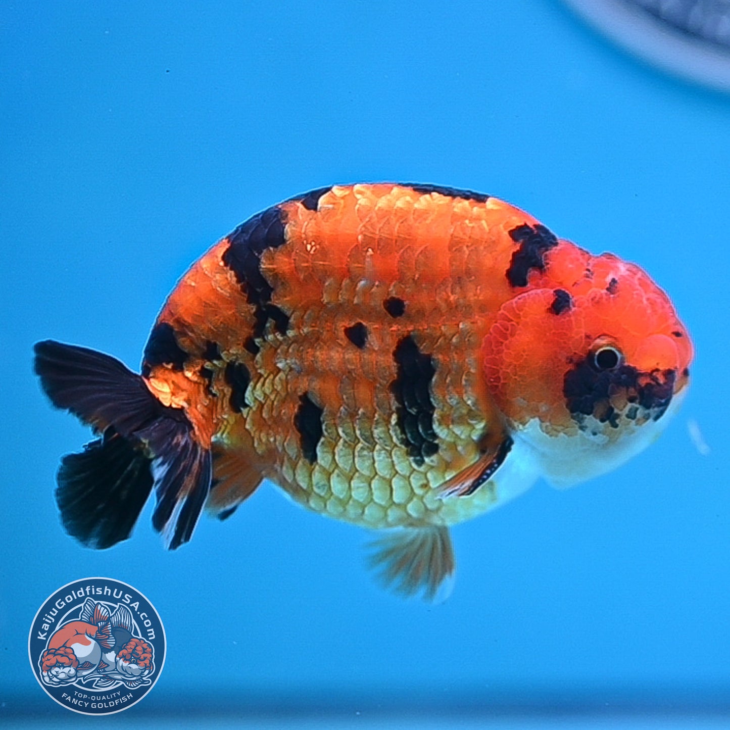 Tiger Ranchu 4.25 inches Body (250502_RC07)