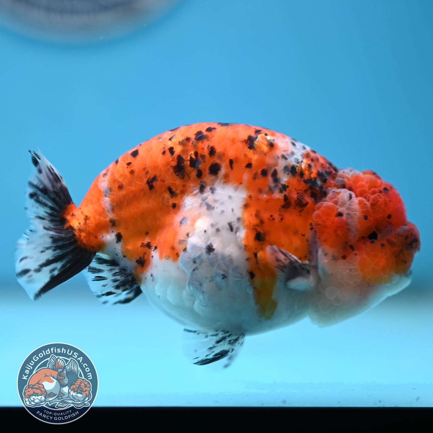 Calico Ranchu 4.5 inches Body (250509_RC07)