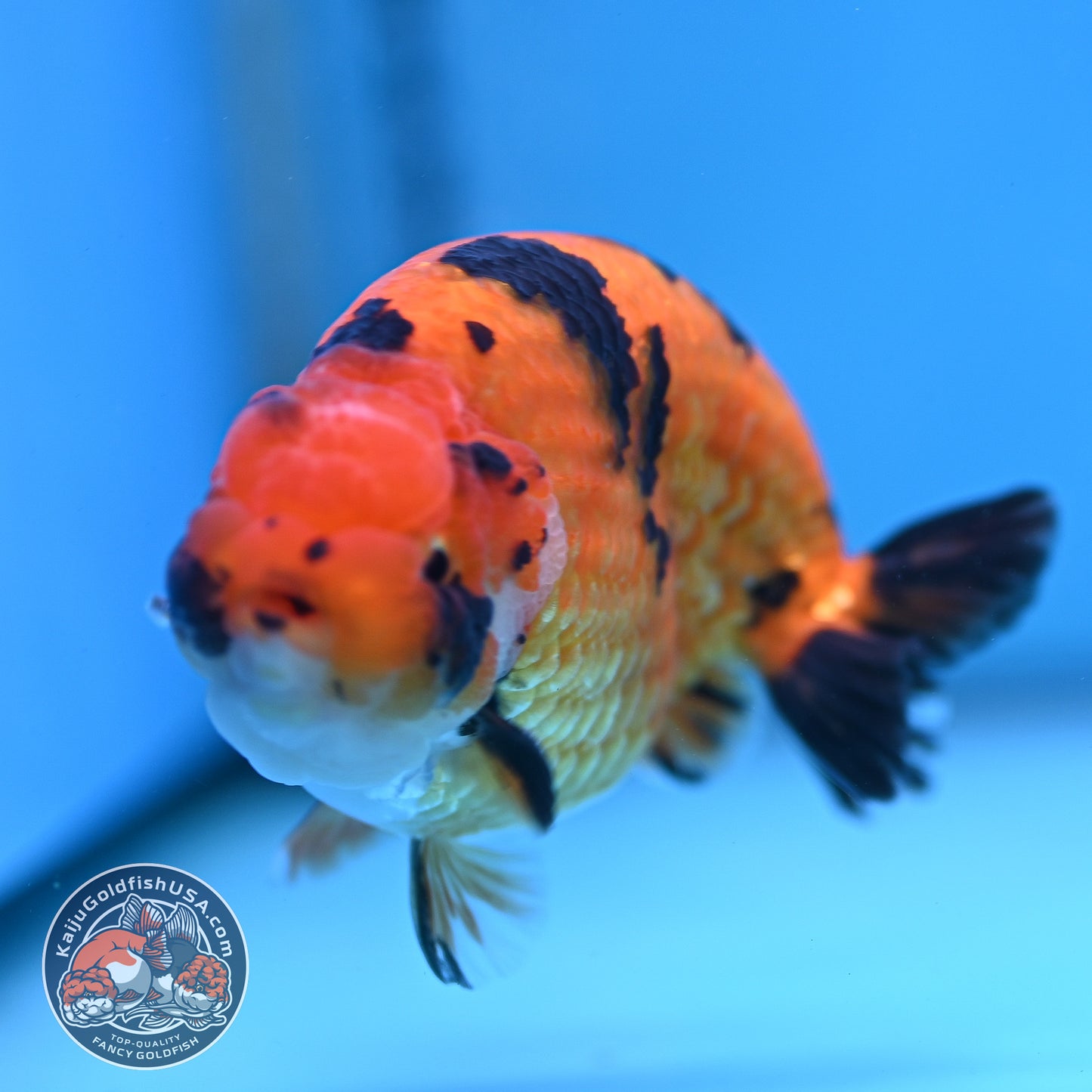 Tiger Ranchu 4.25 inches Body (250502_RC07)