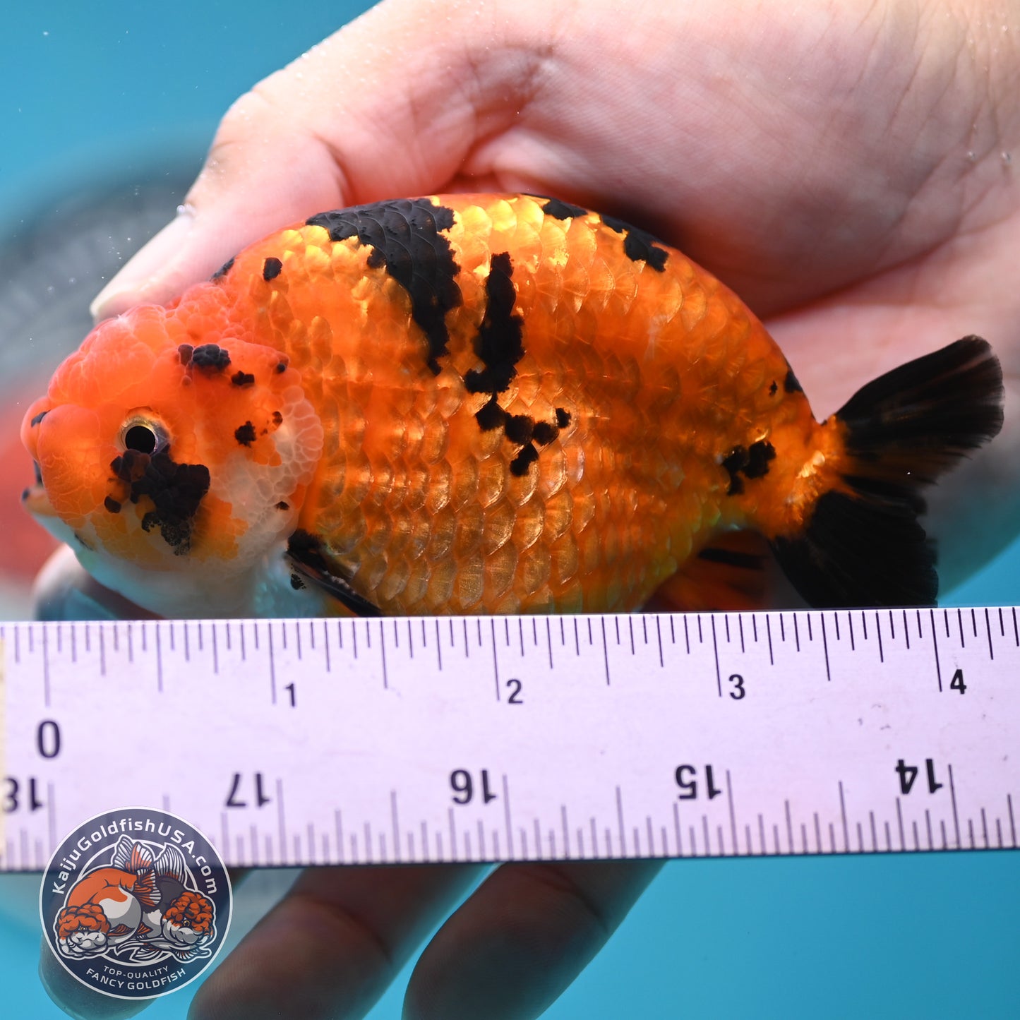 Tiger Ranchu 4.25 inches Body (250502_RC07)