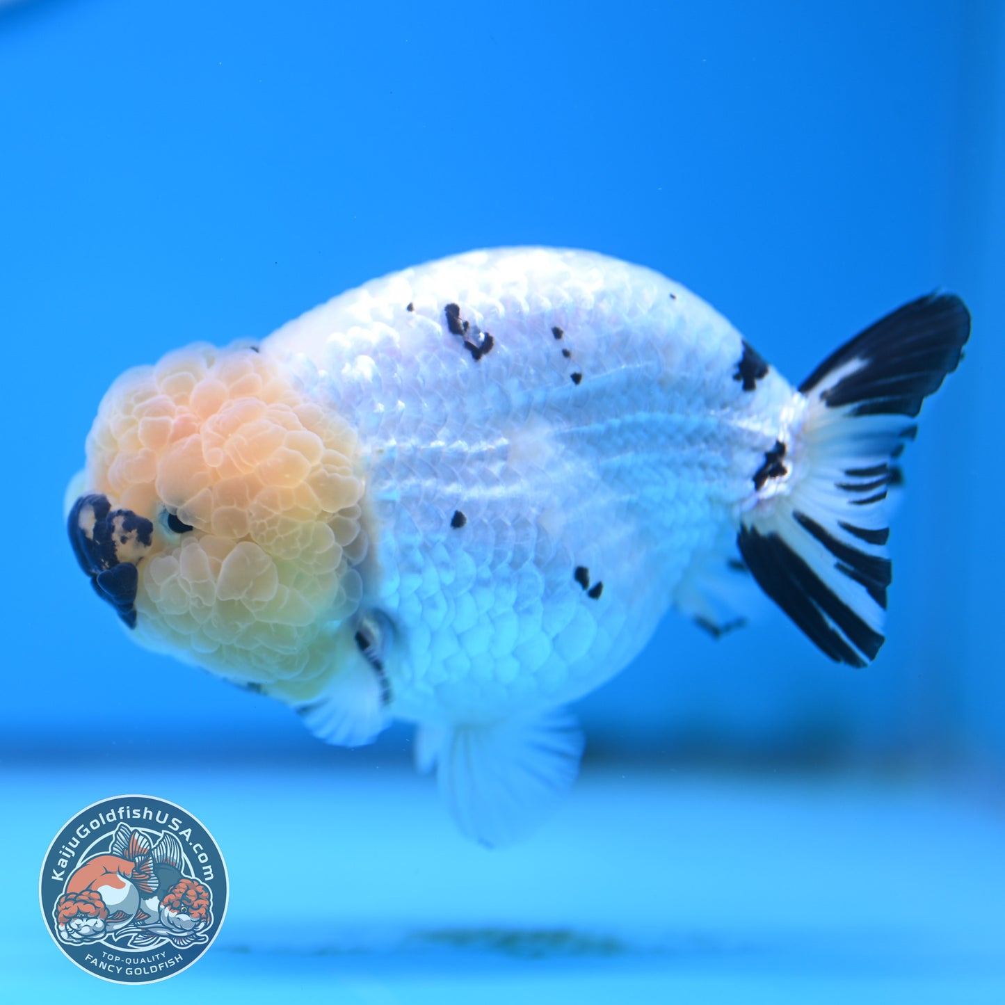 Panda Ranchu 4 inches Body (250516_RC07)