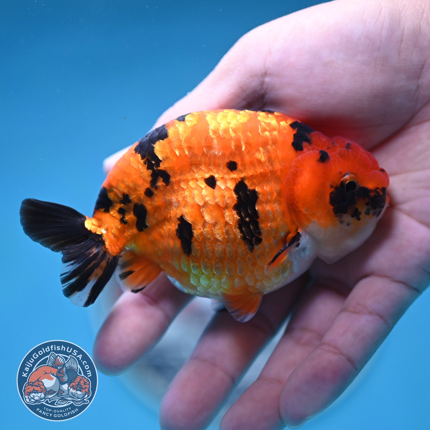 Tiger Ranchu 4.25 inches Body (250502_RC07)